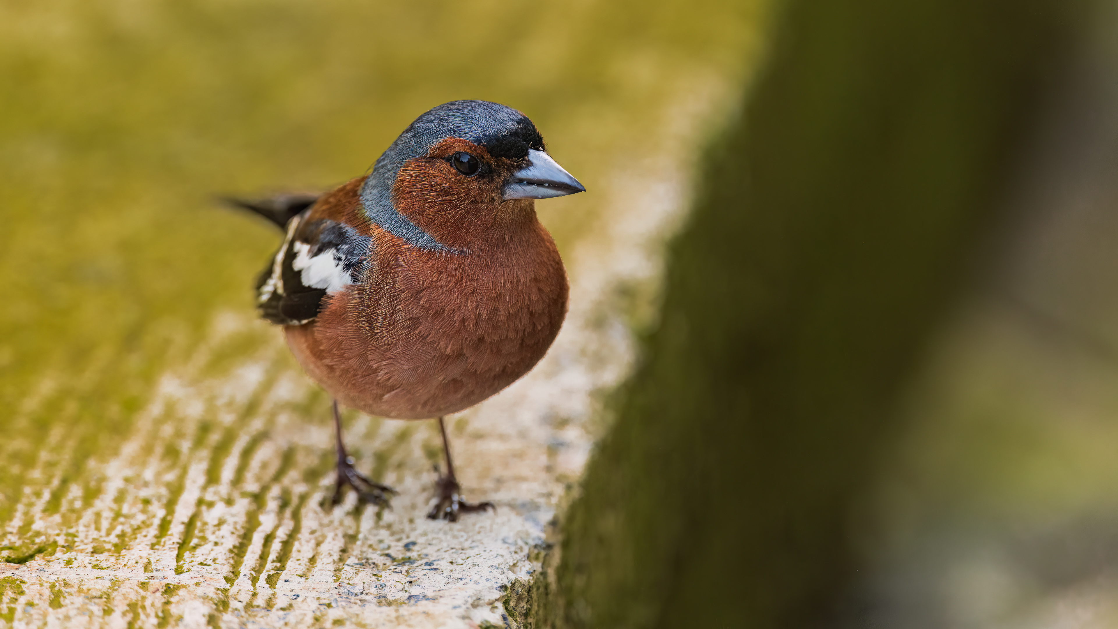 Common Chaffinch