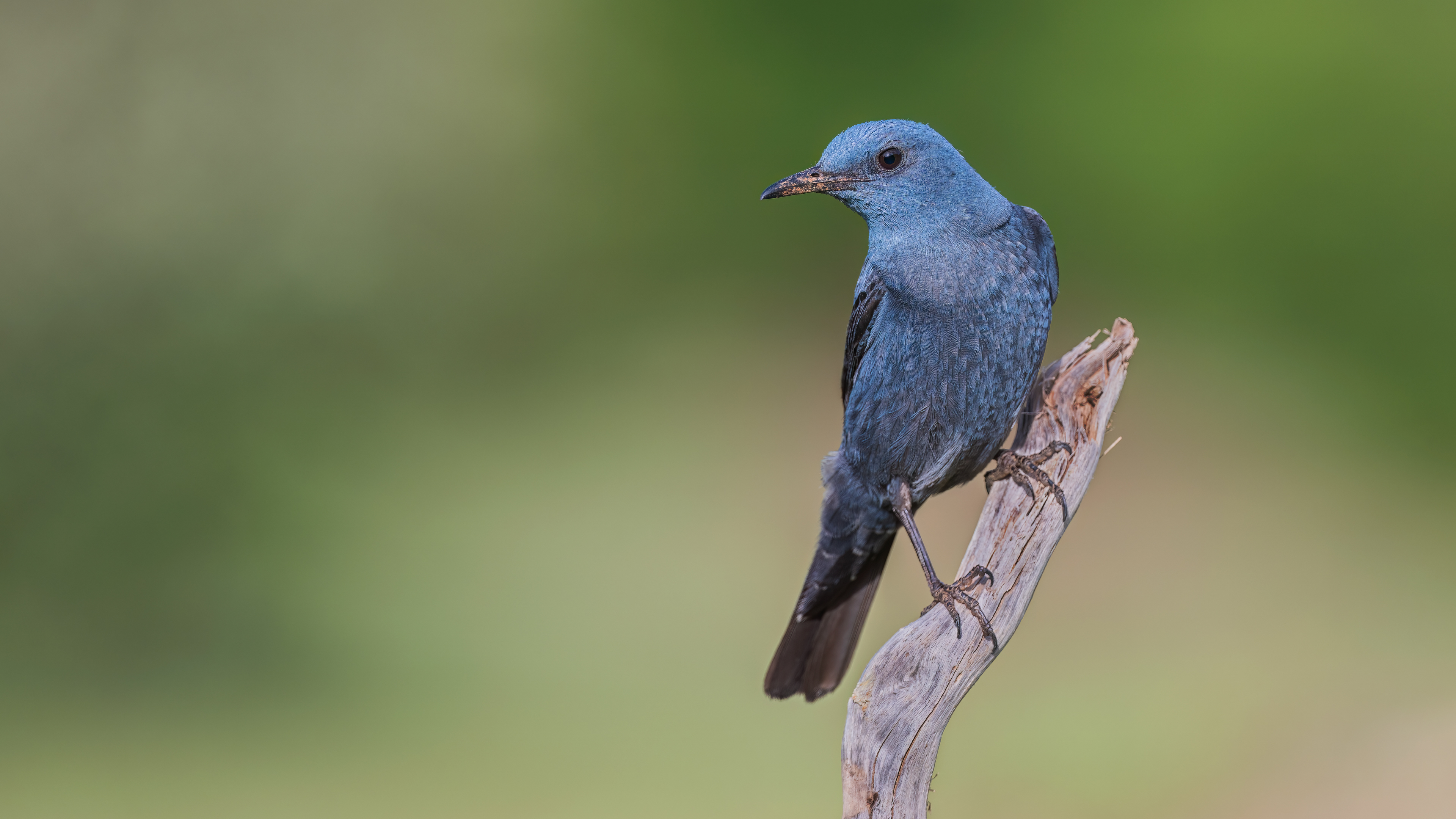 Blue Rock-Thrush