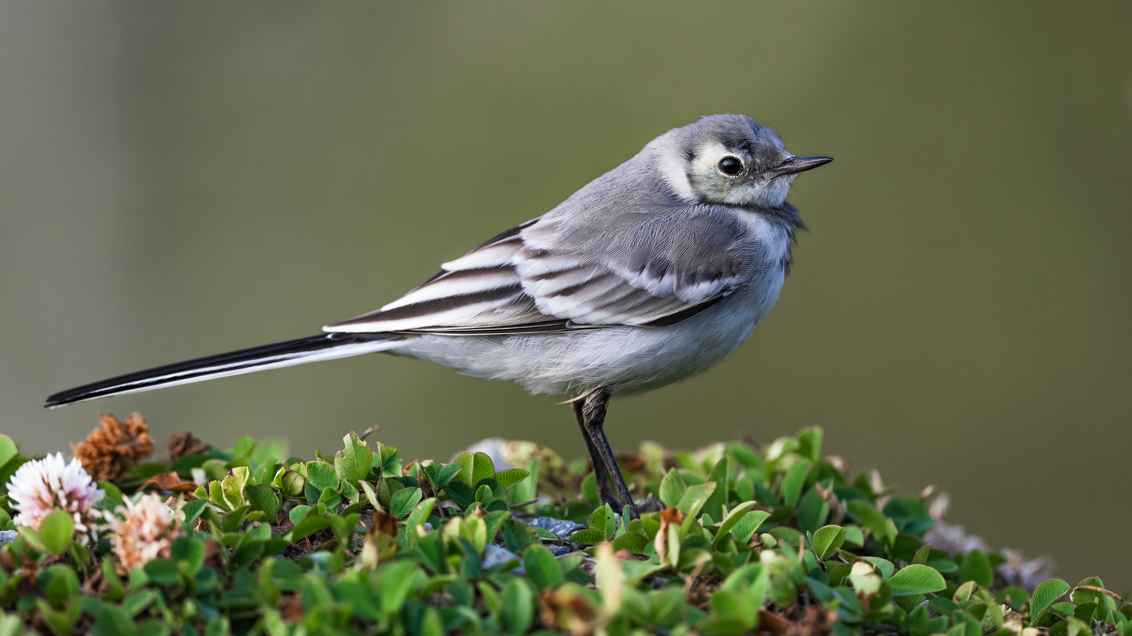 White Wagtail