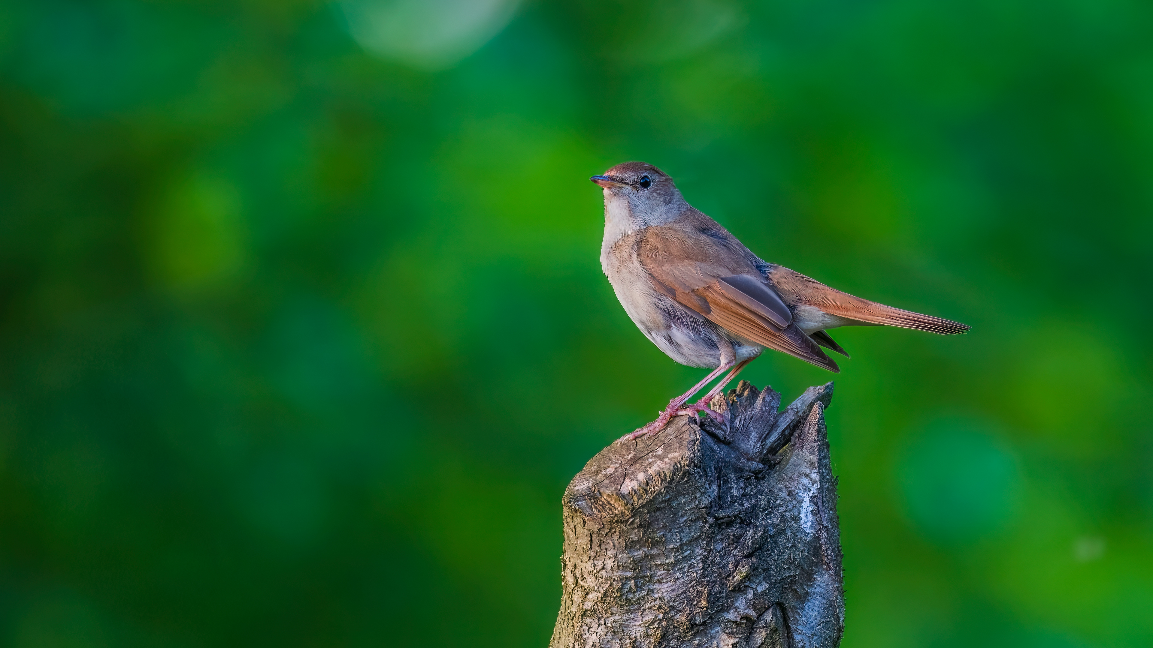 Common Nightingale