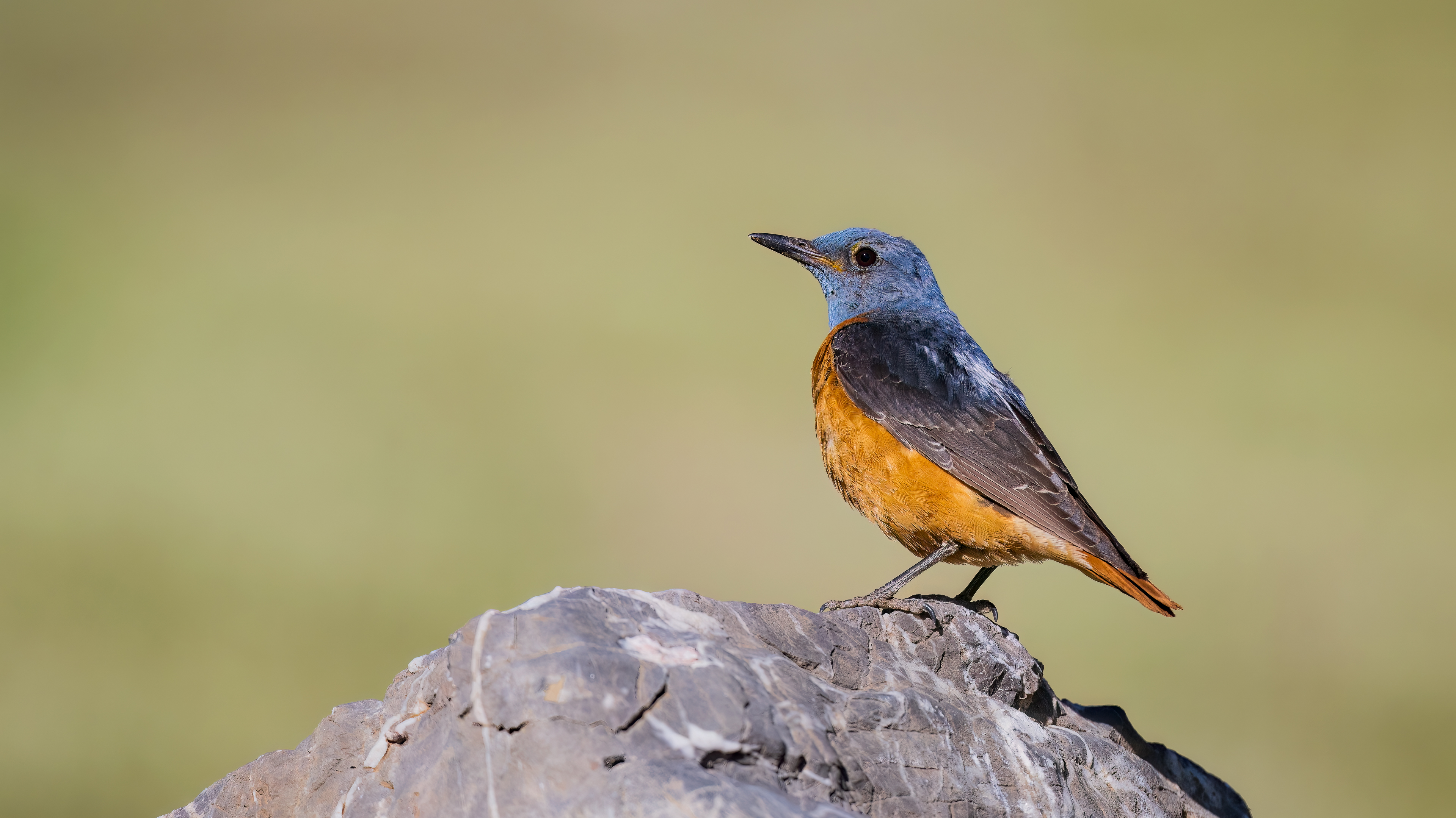 Rufous-tailed Rock-Thrush