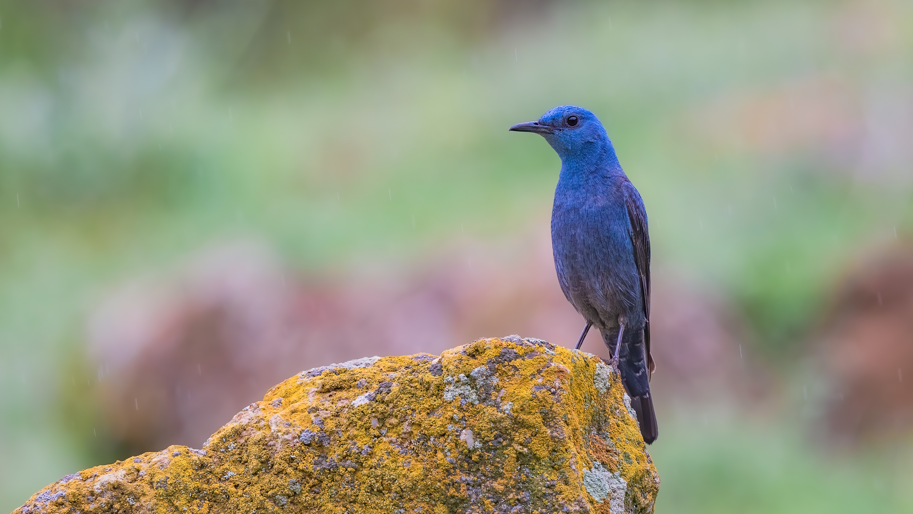 Blue Rock-Thrush