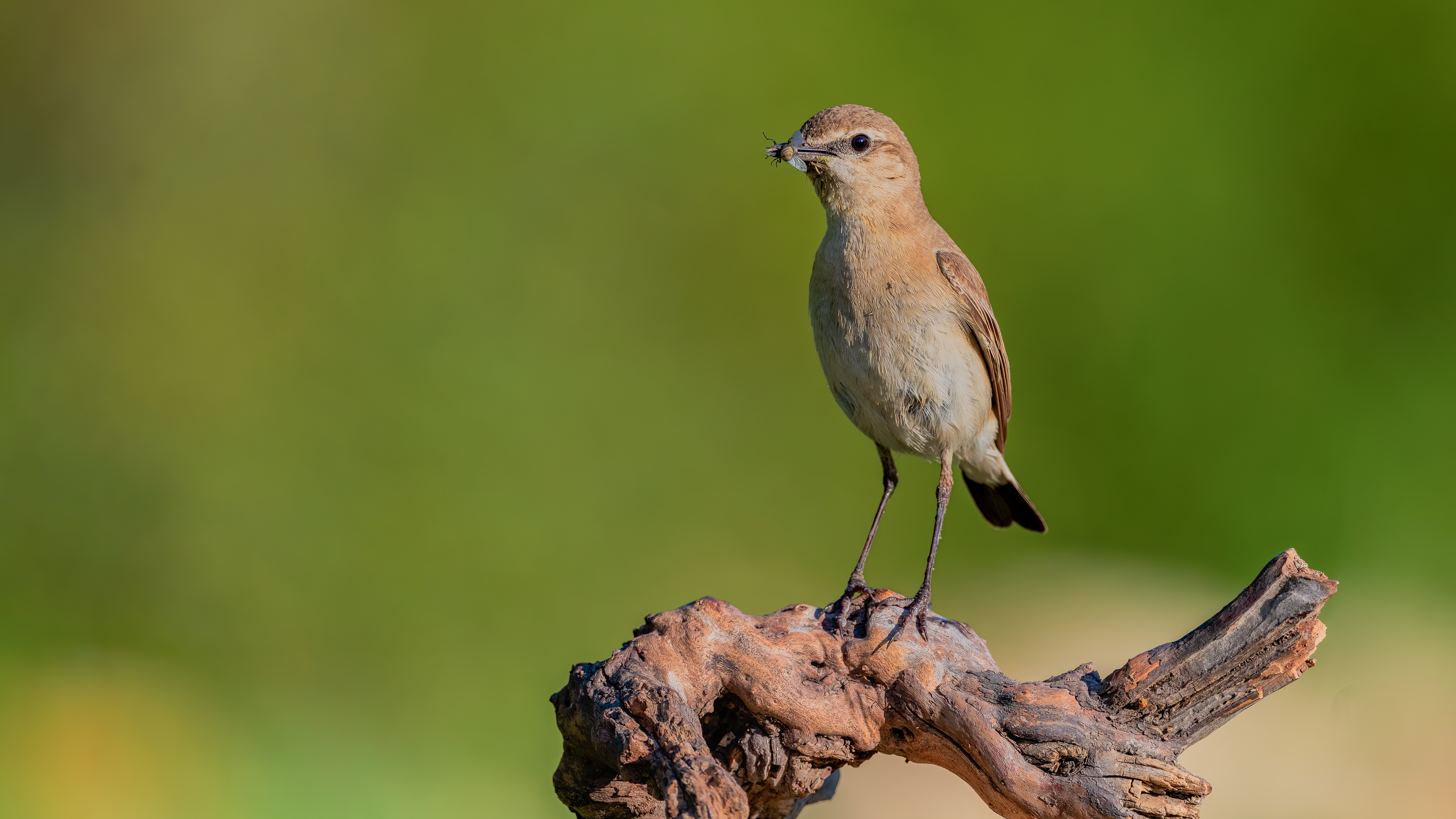Isabelline Wheatear