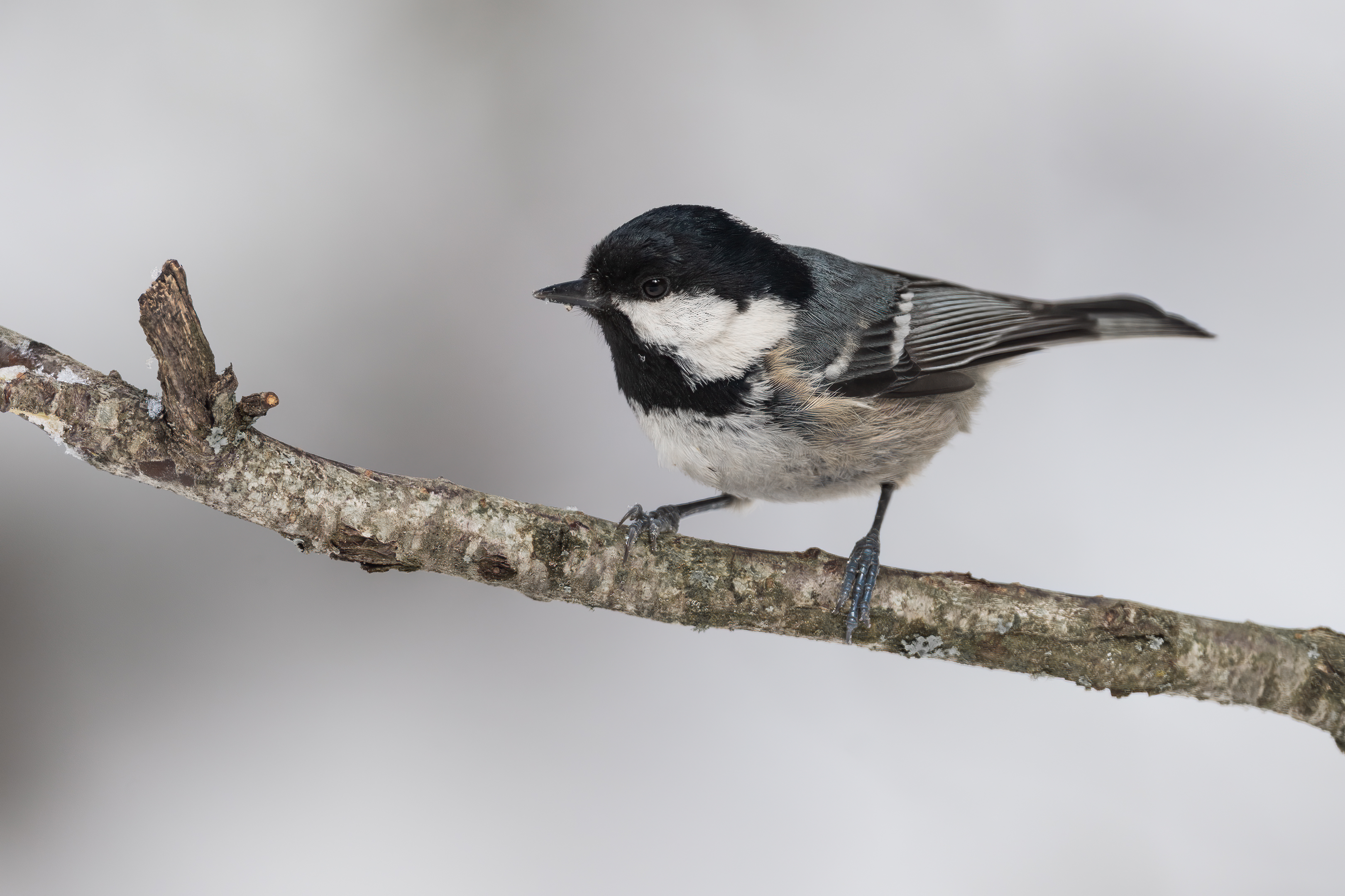 Coal Tit — Ana fotoğraf