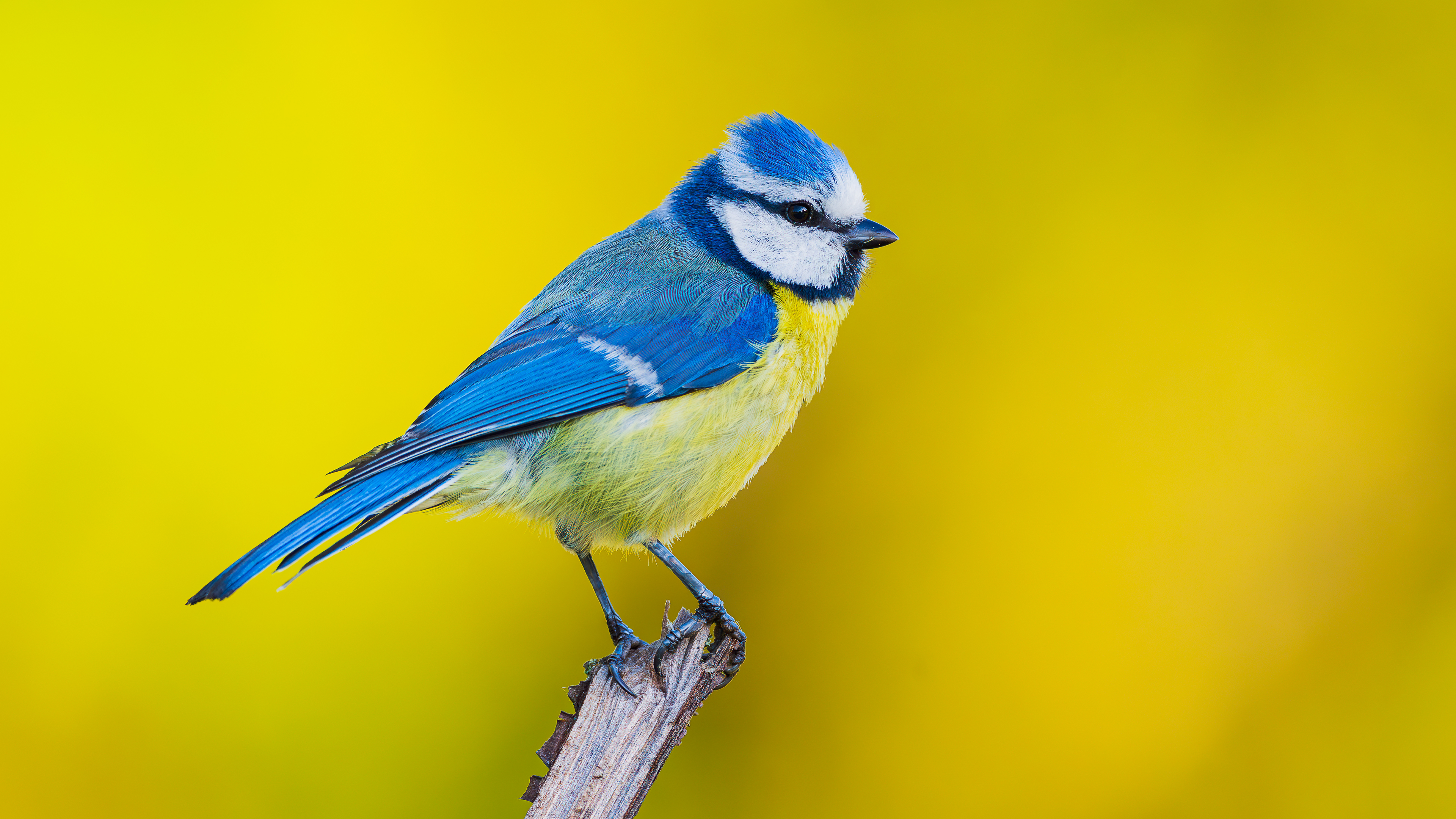 Eurasian Blue Tit