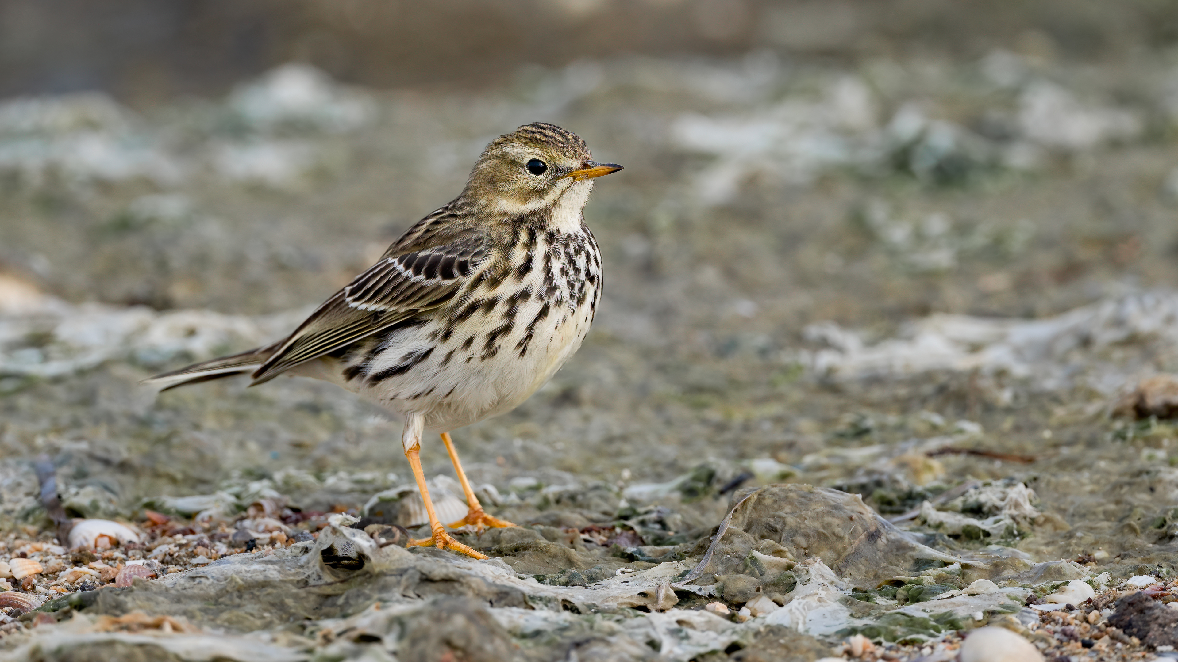 Meadow Pipit
