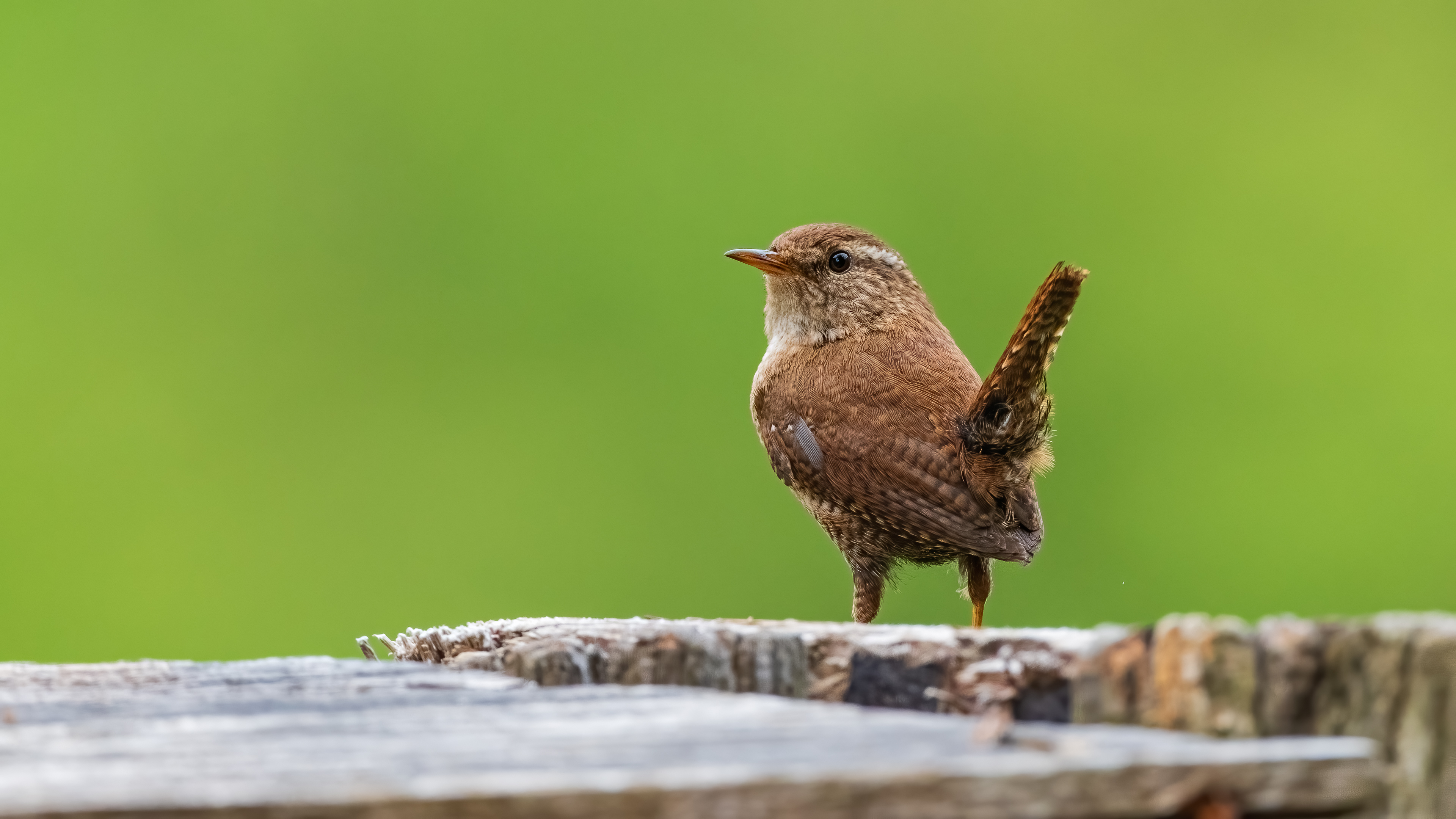 Eurasian Wren — Ana fotoğraf