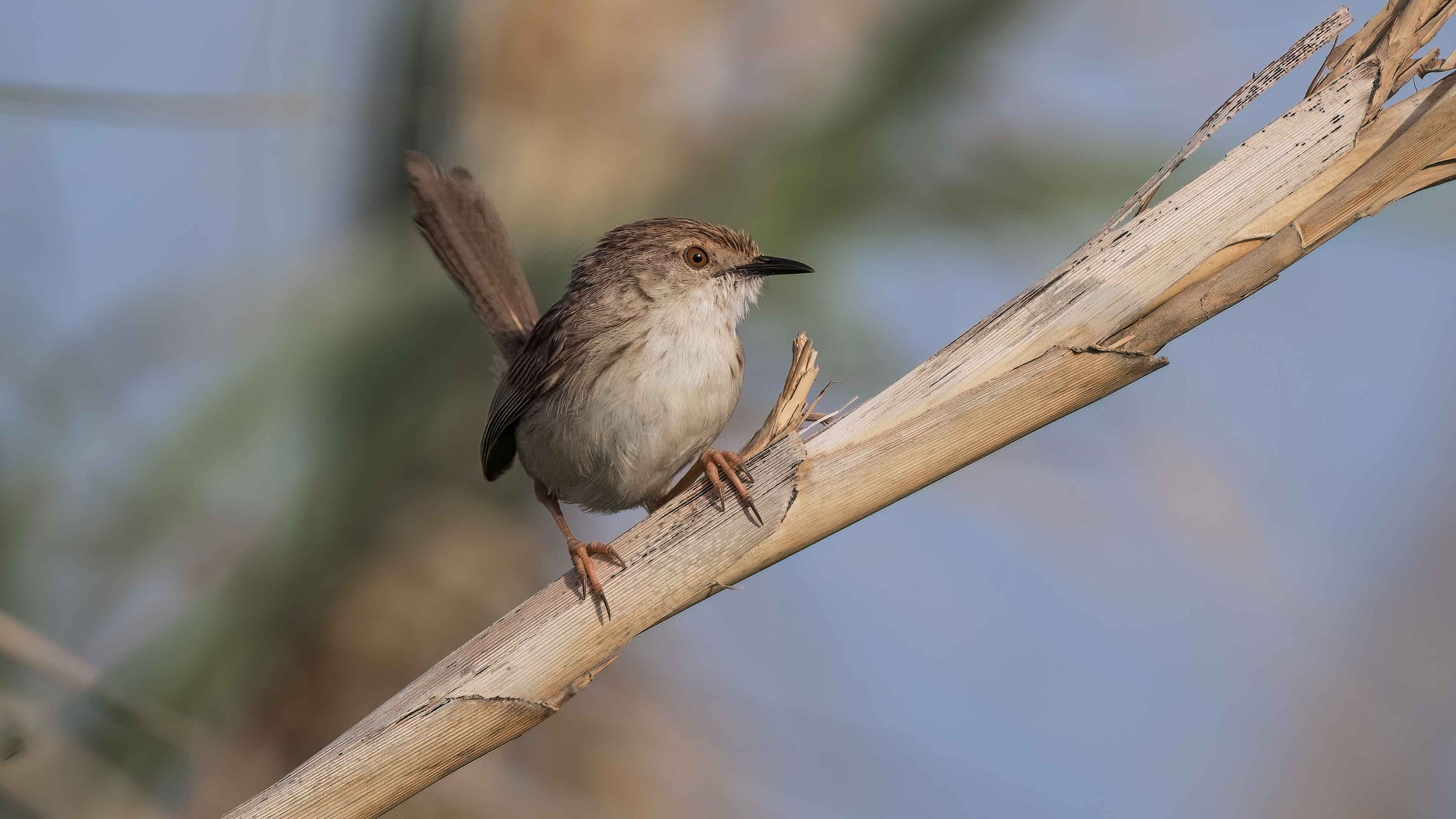 Graceful Prinia