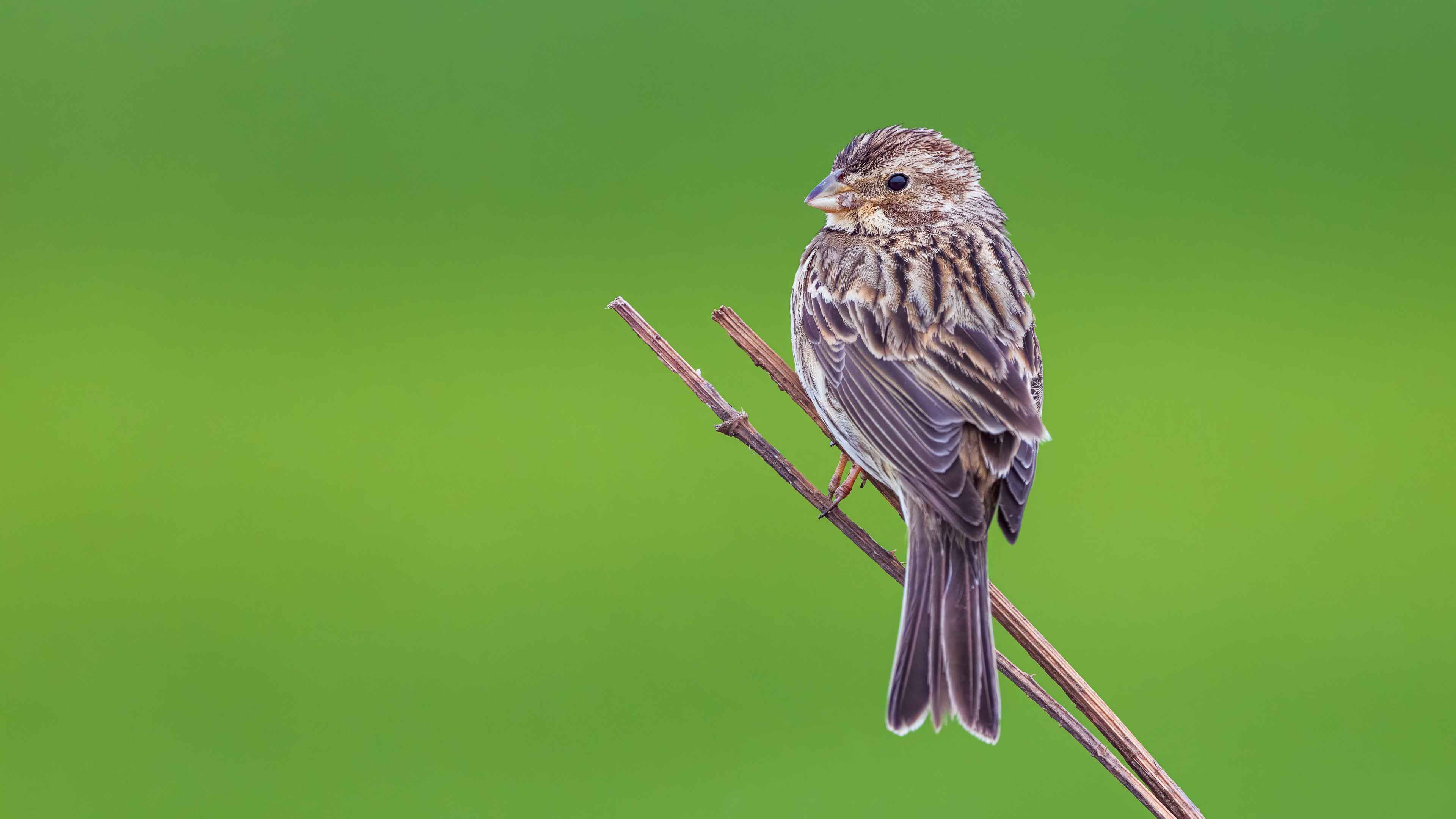 Corn Bunting