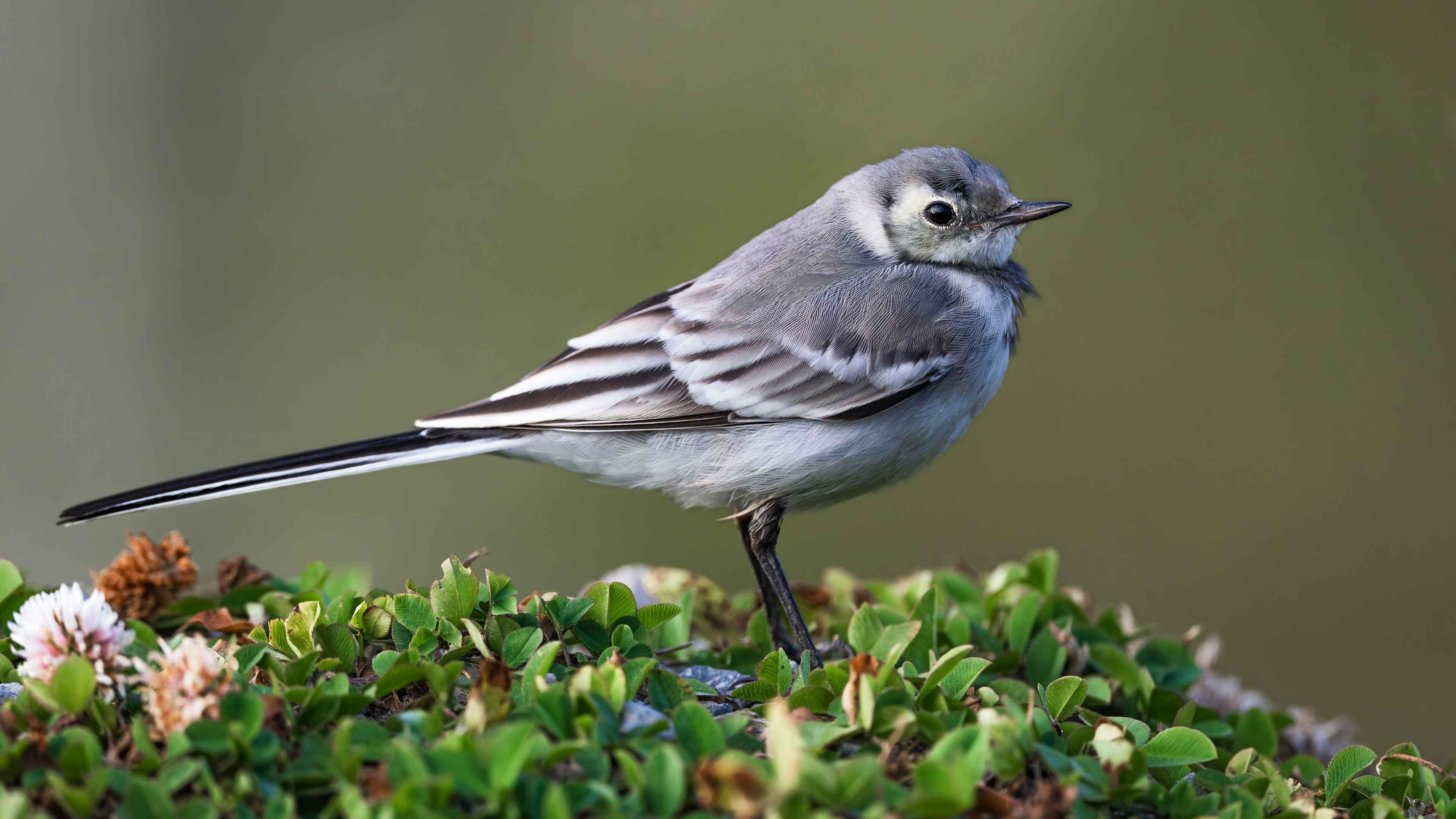 White Wagtail