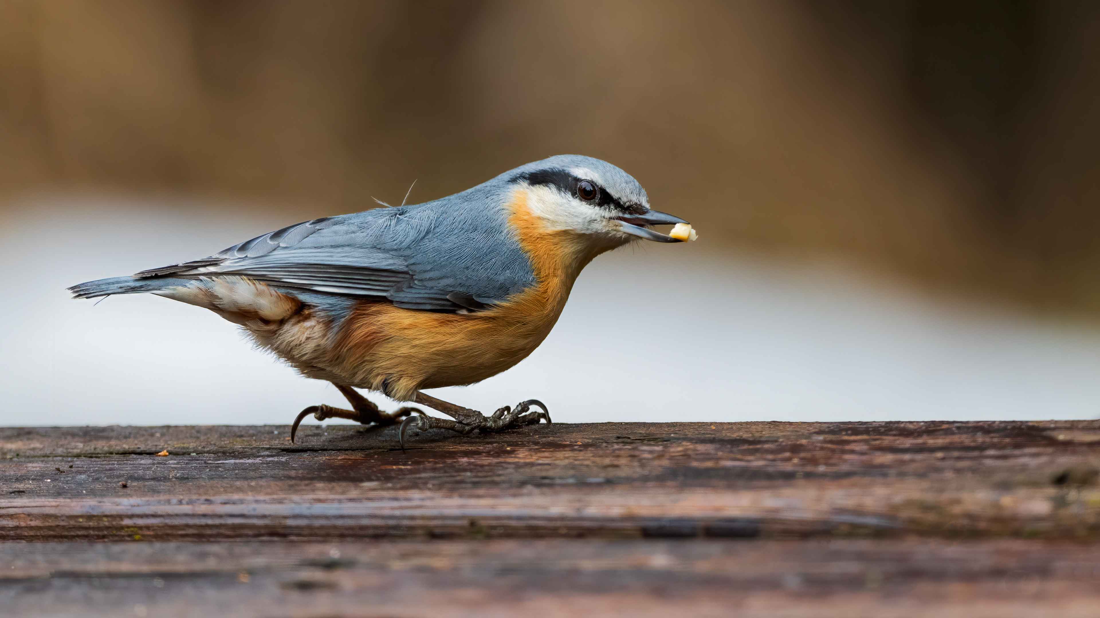 Eurasian Nuthatch