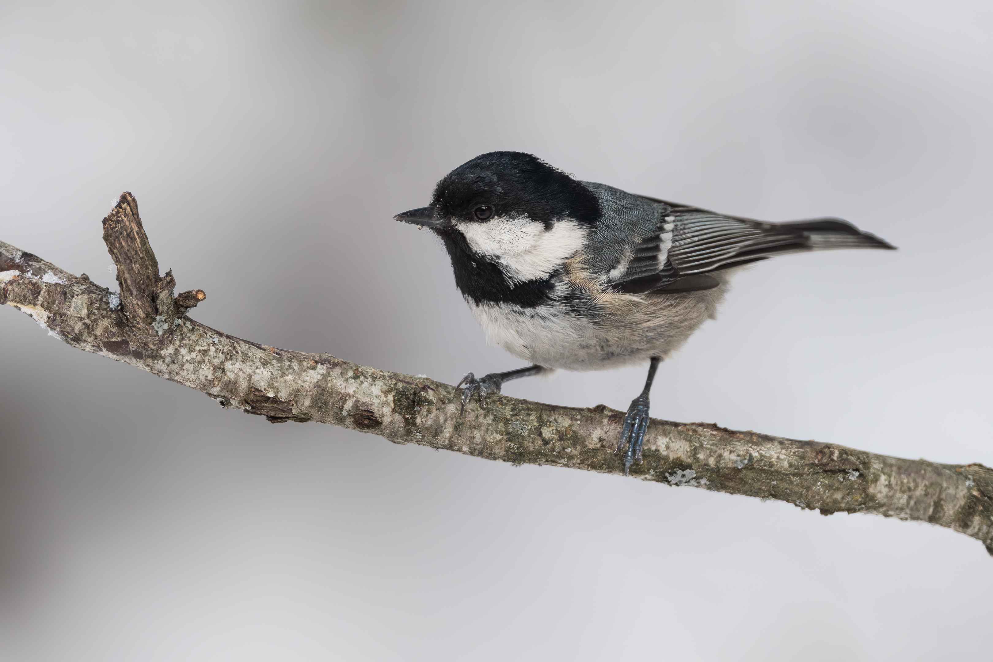 Coal Tit