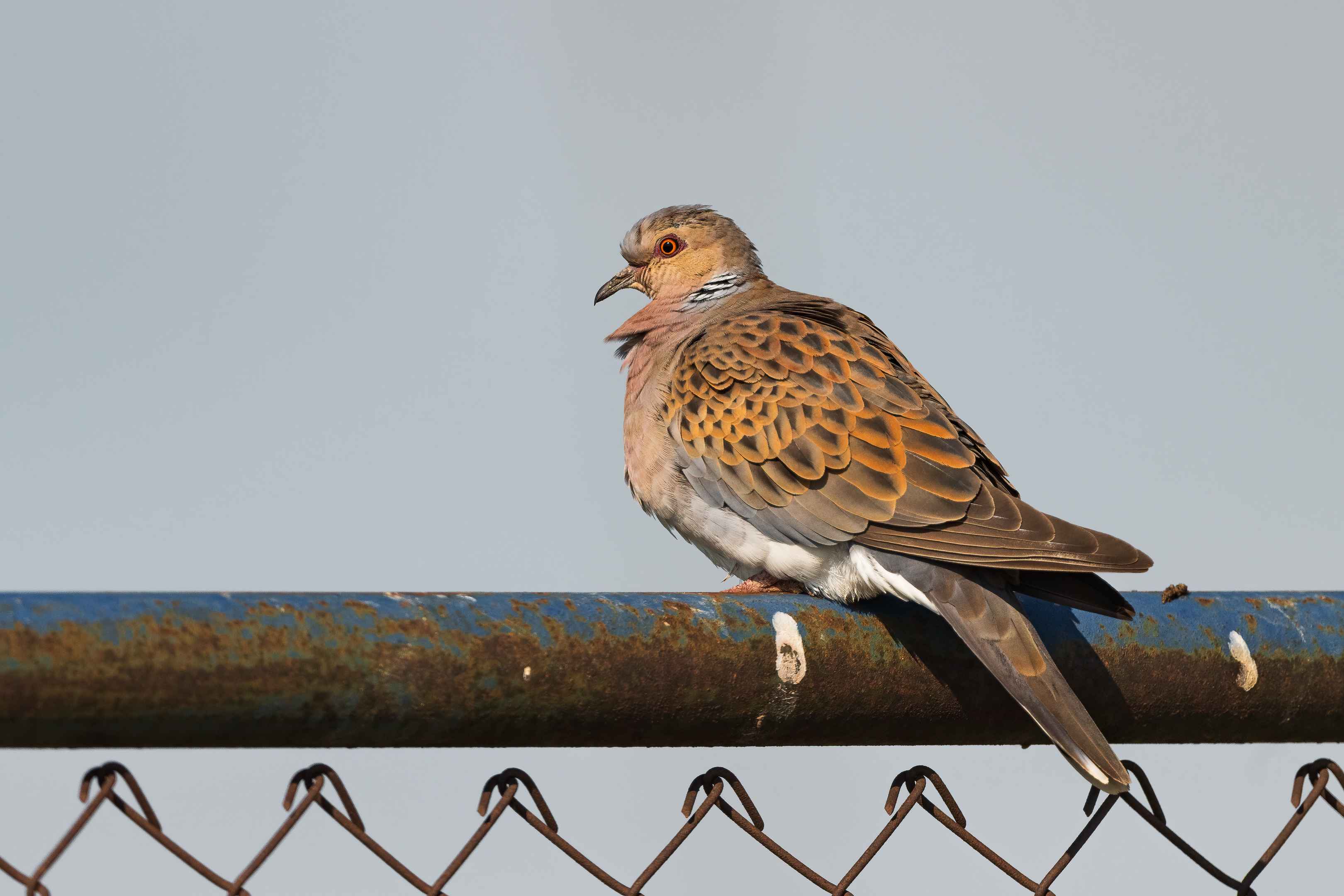 European Turtle-Dove