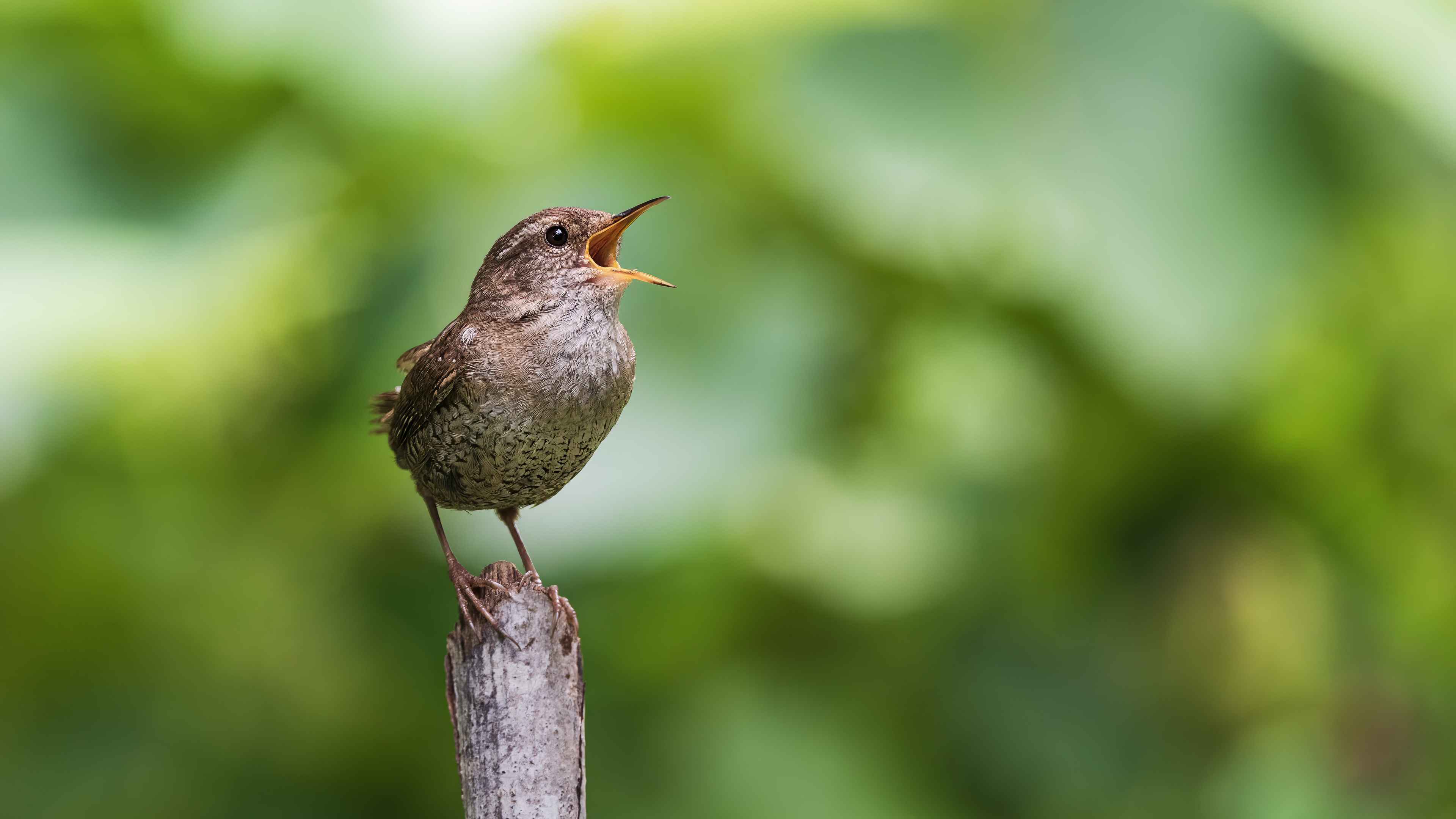 Eurasian Wren