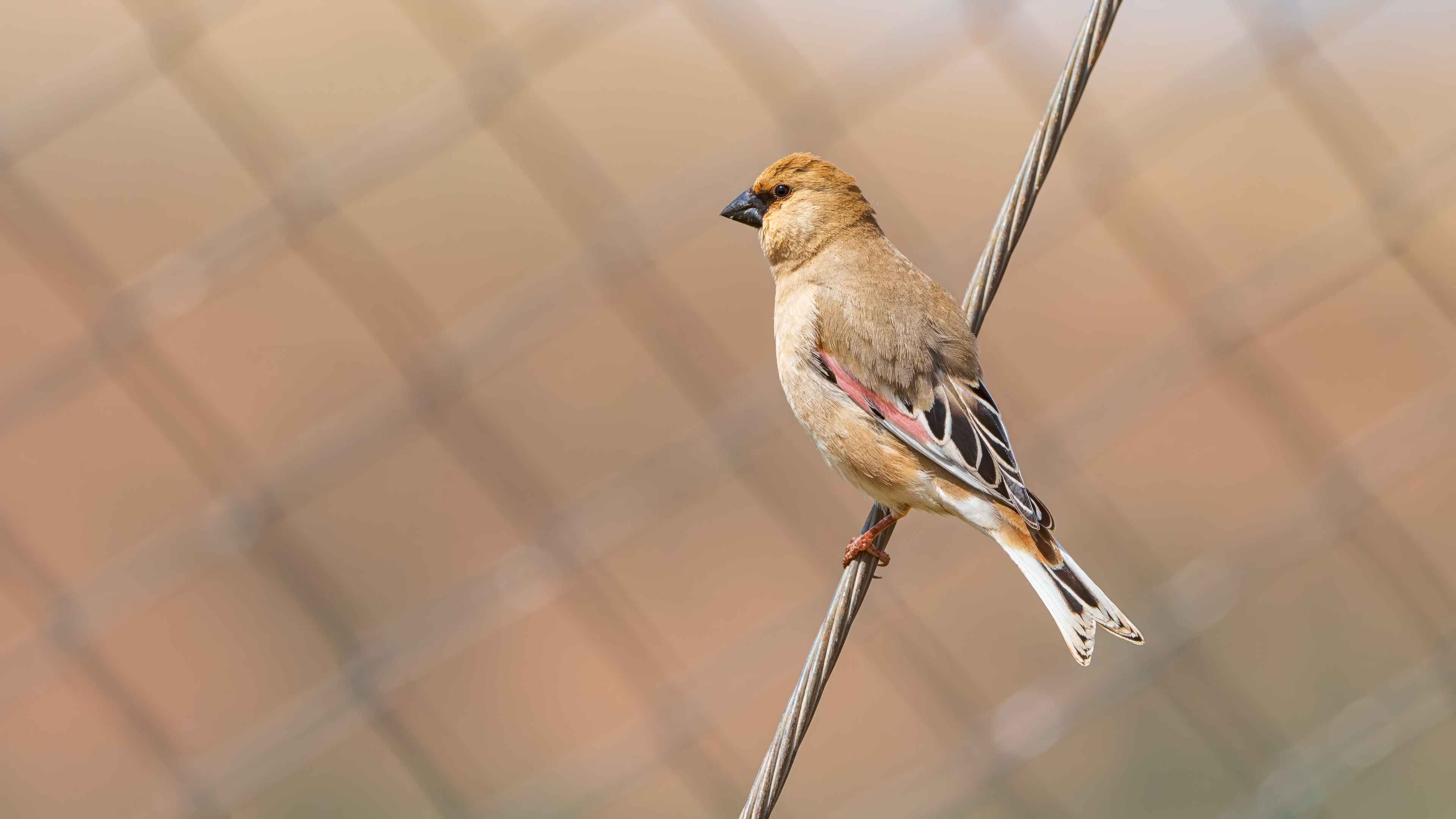 Desert Finch