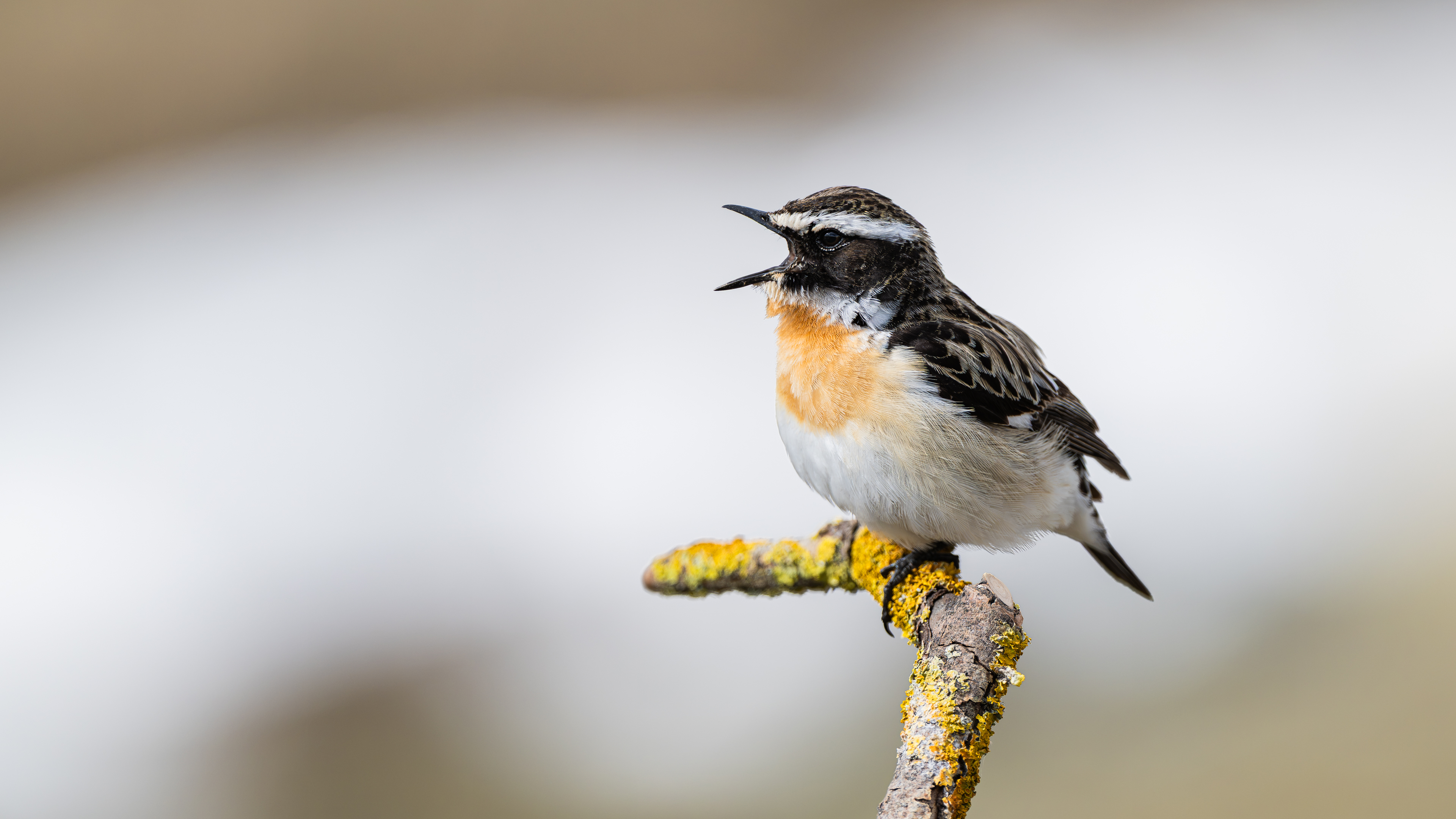 Whinchat