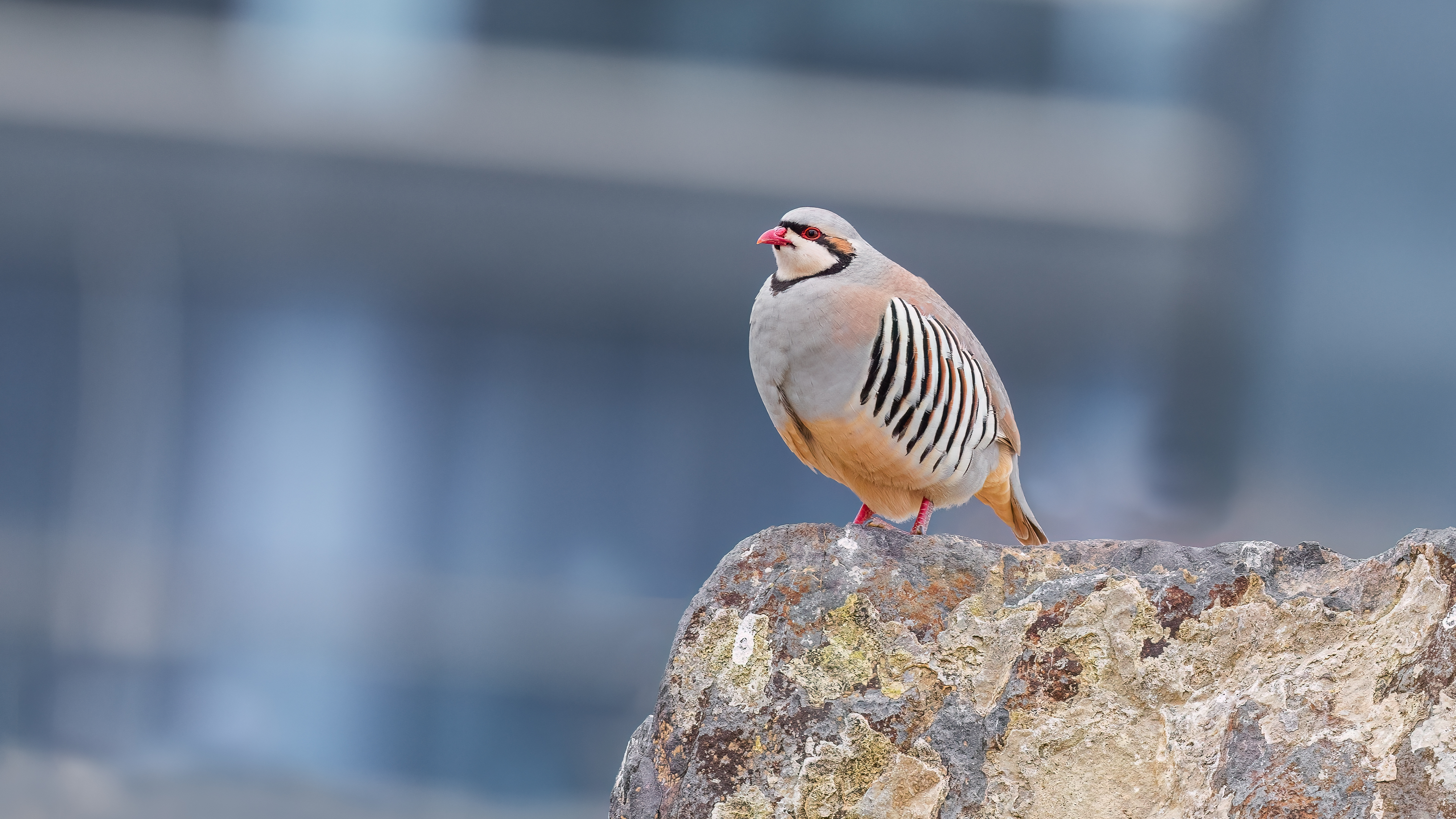 Chukar