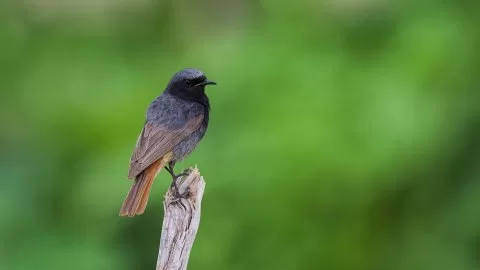 Kara kızılkuyruk