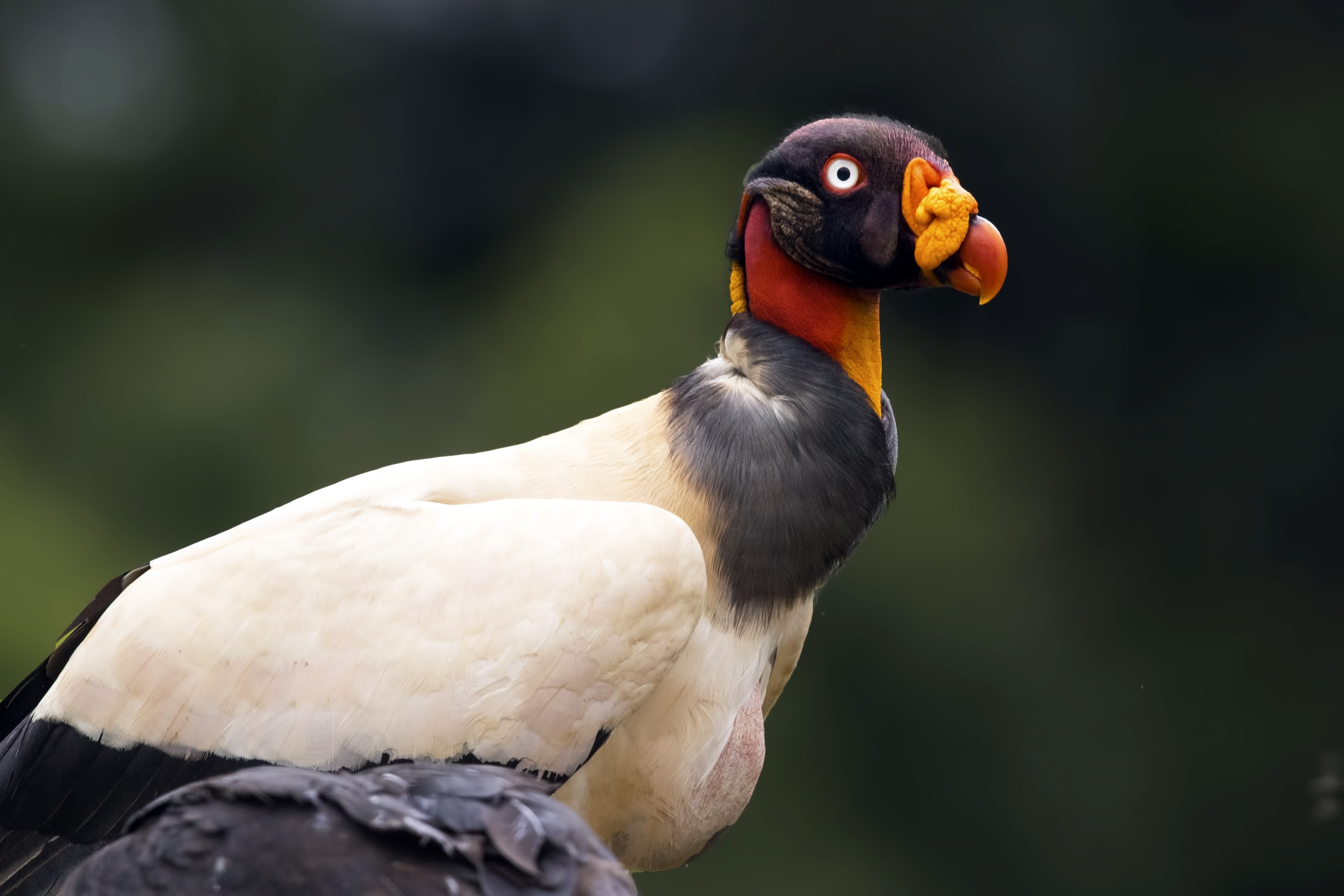 King Vulture