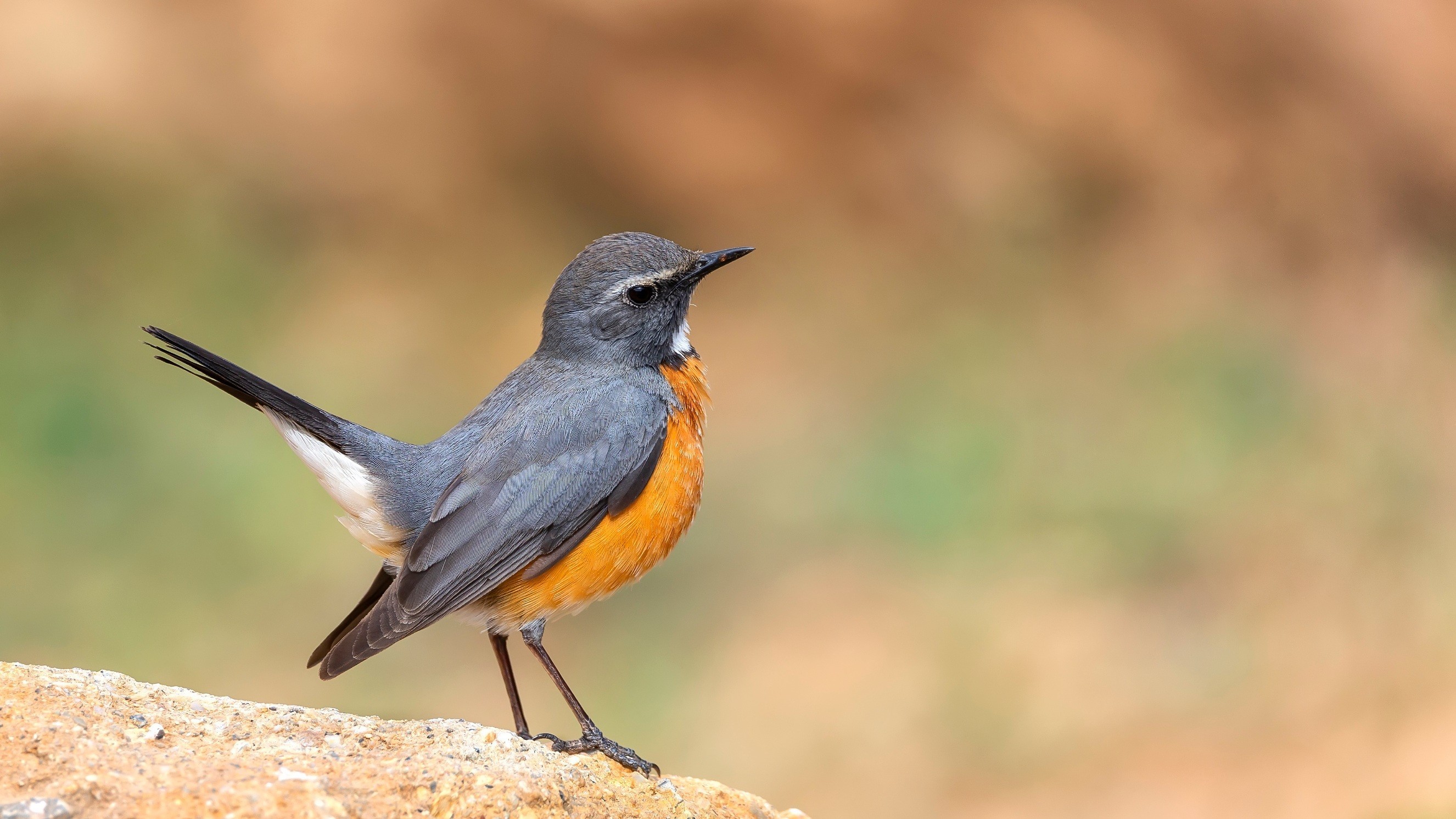 White-throated Robin
