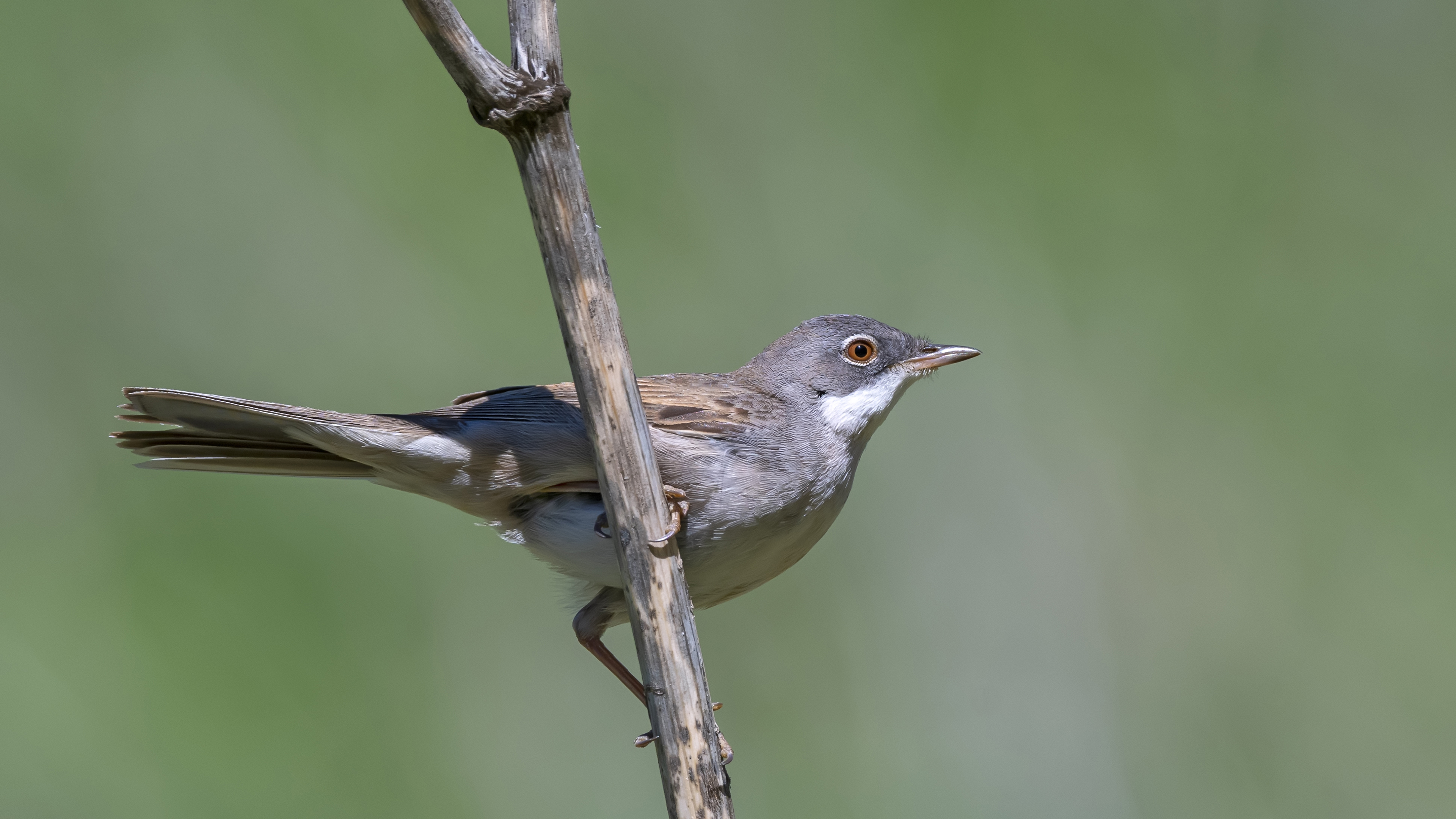 Greater Whitethroat