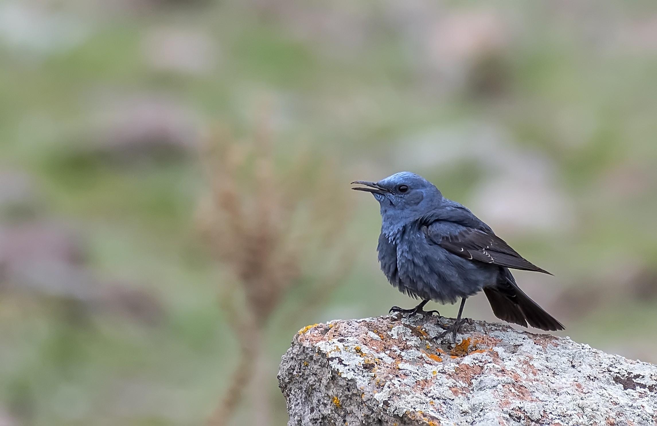 Blue Rock-thrush