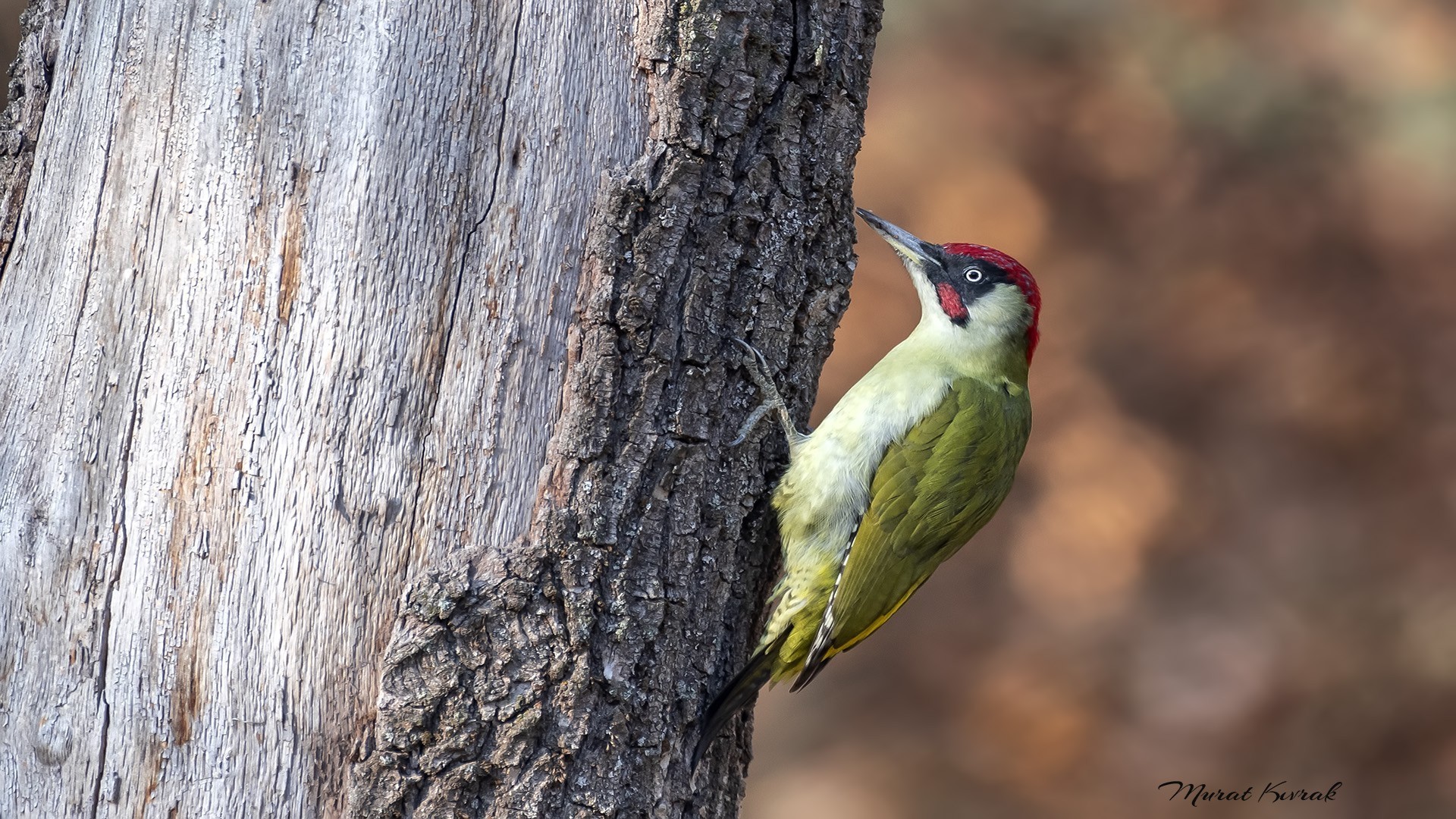 Eurasian Green Woodpecker