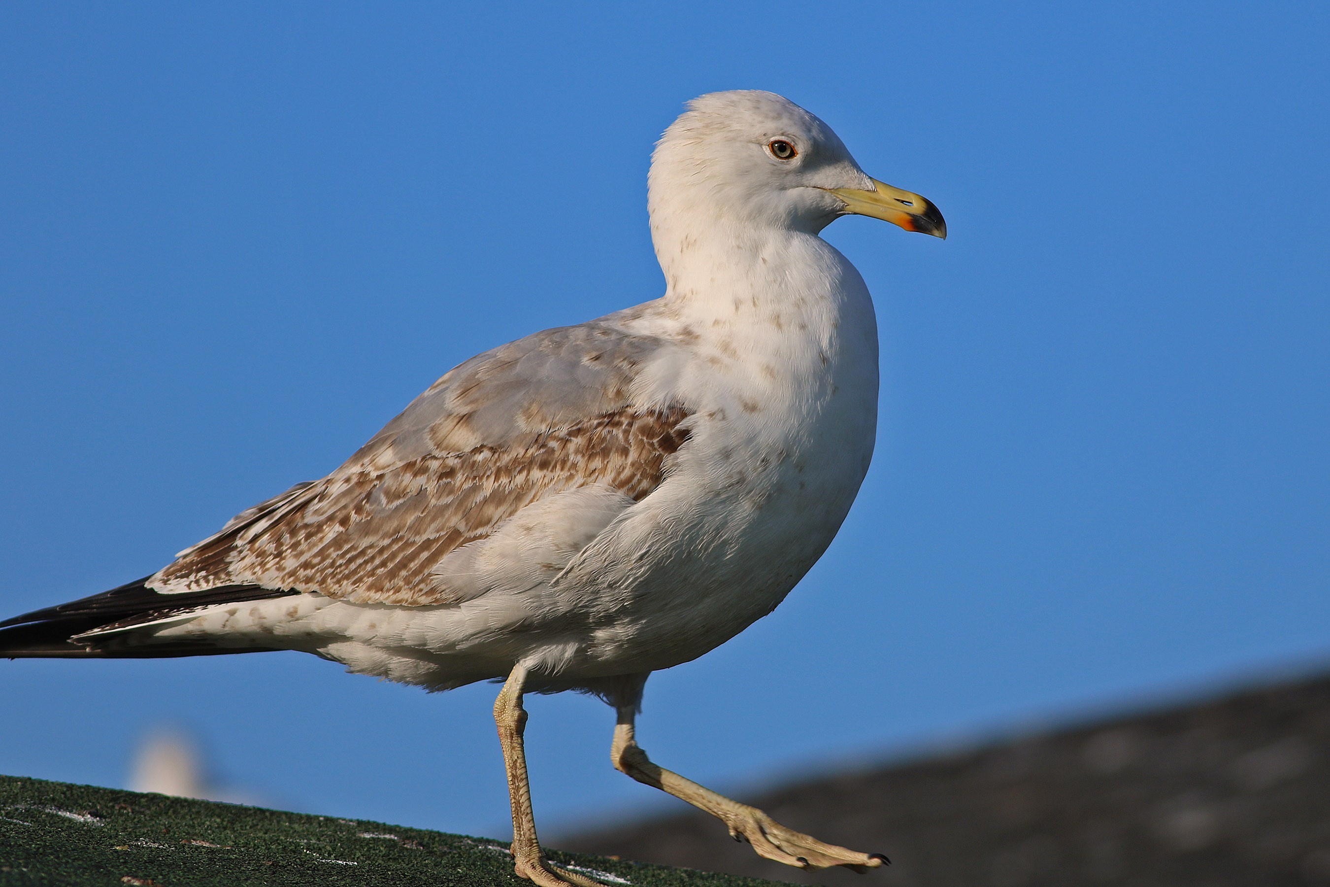 Yellow-legged Gull