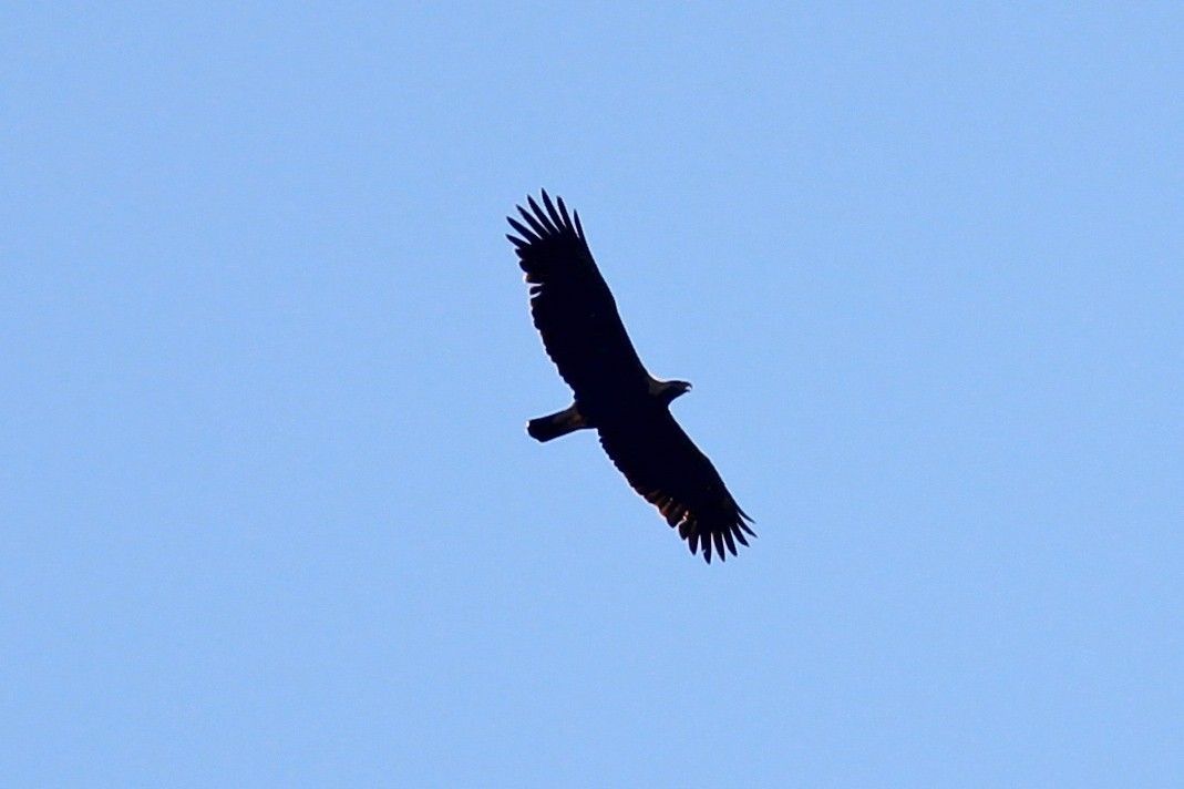 Eastern Imperial Eagle