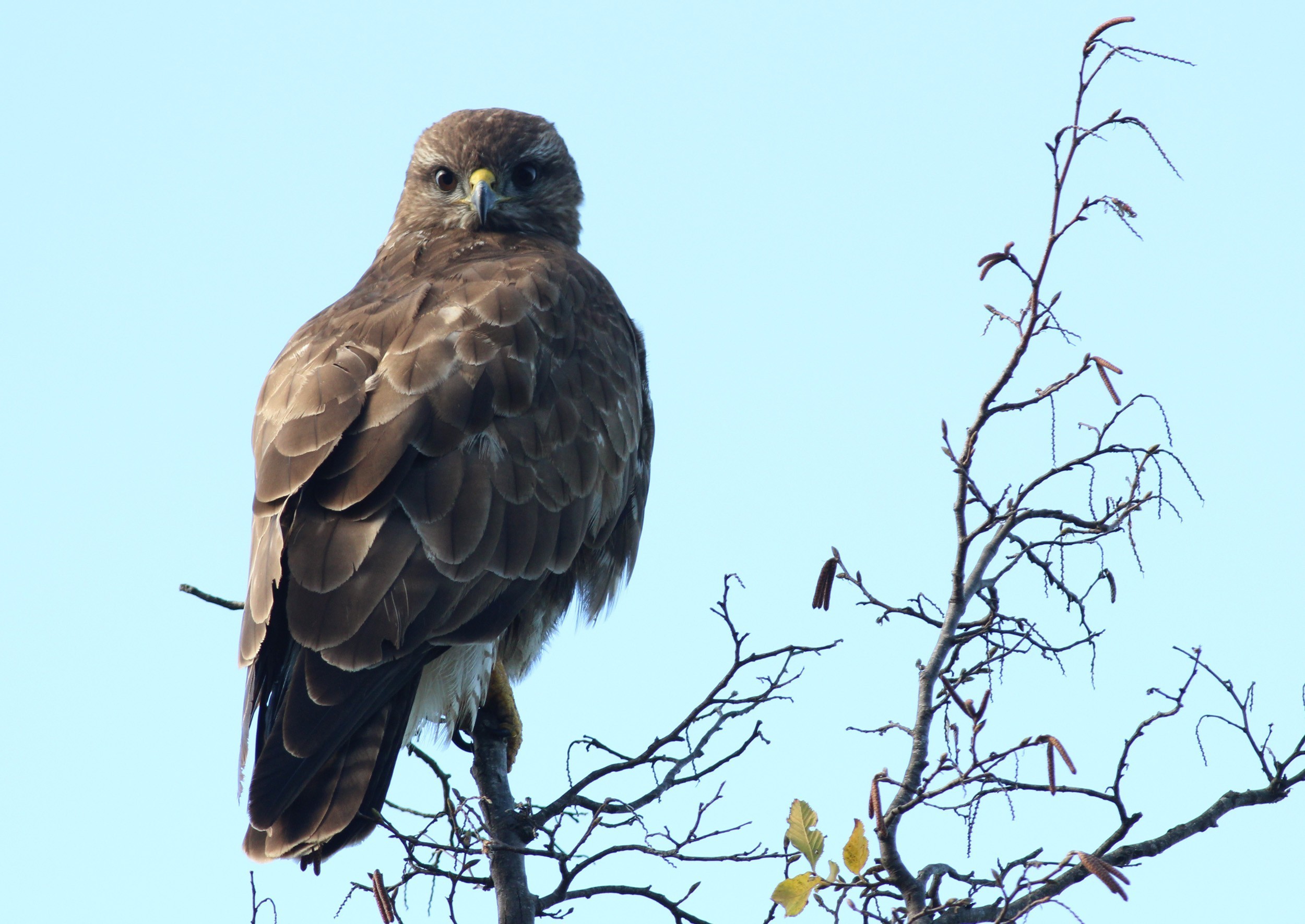 Eurasian Buzzard