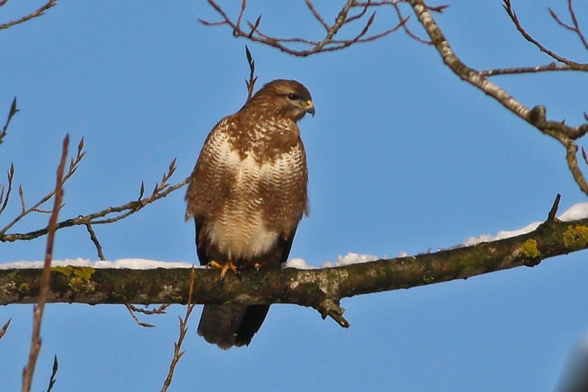 Eurasian Buzzard