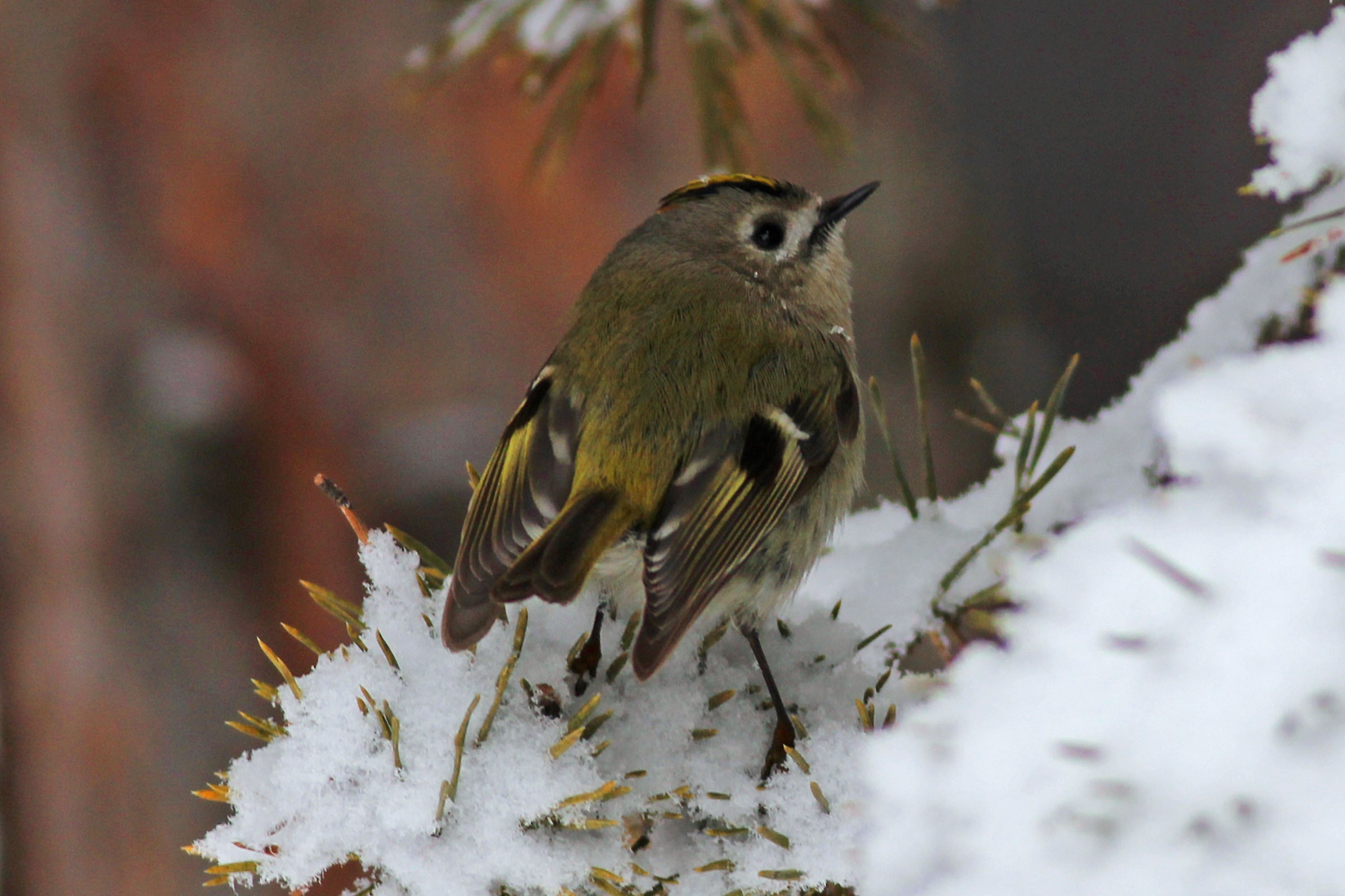 Goldcrest