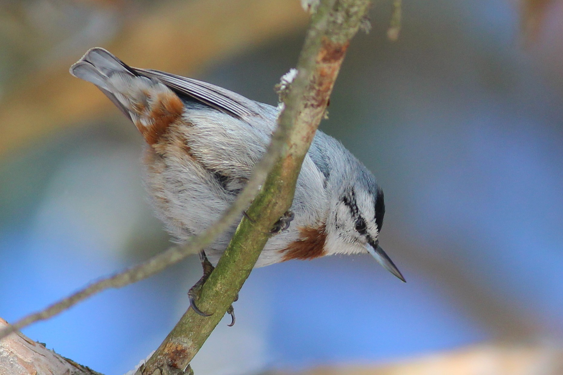 Krueper's Nuthatch