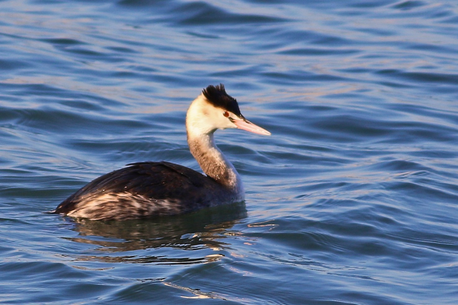Great Crested Grebe