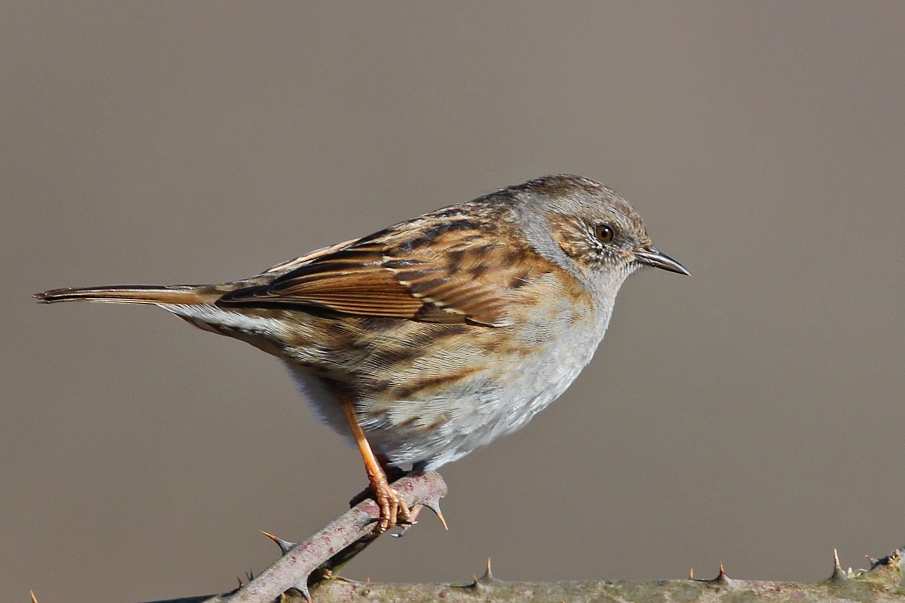 Dunnock