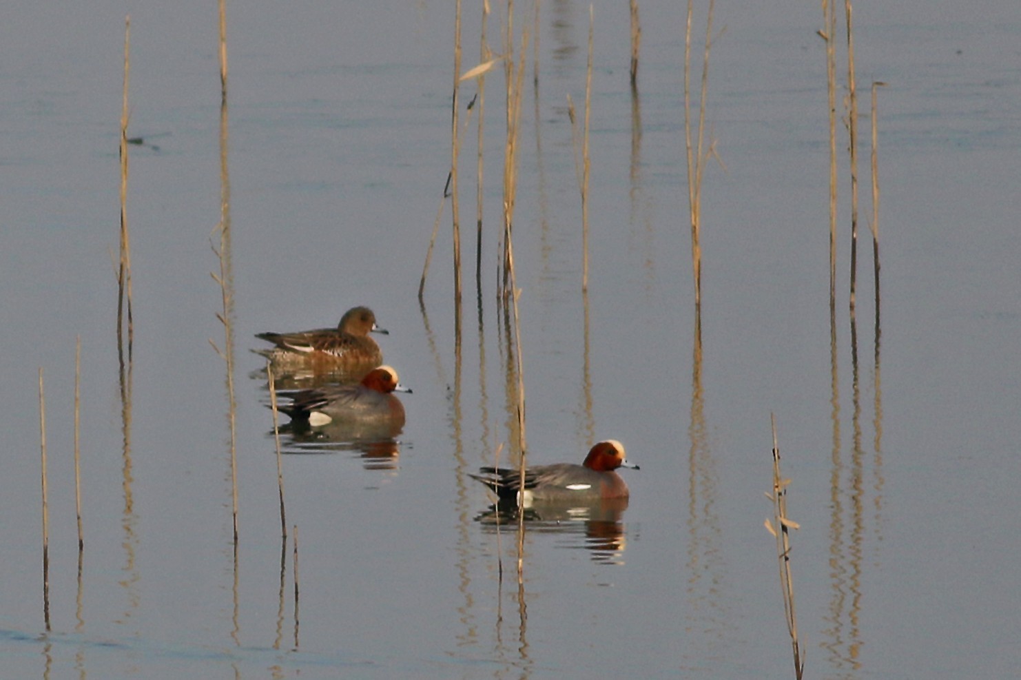 Eurasian Wigeon
