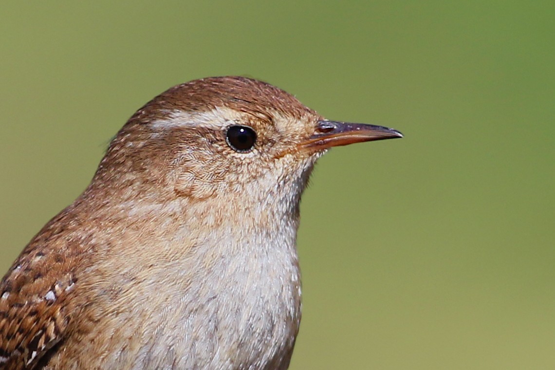 Northern Wren