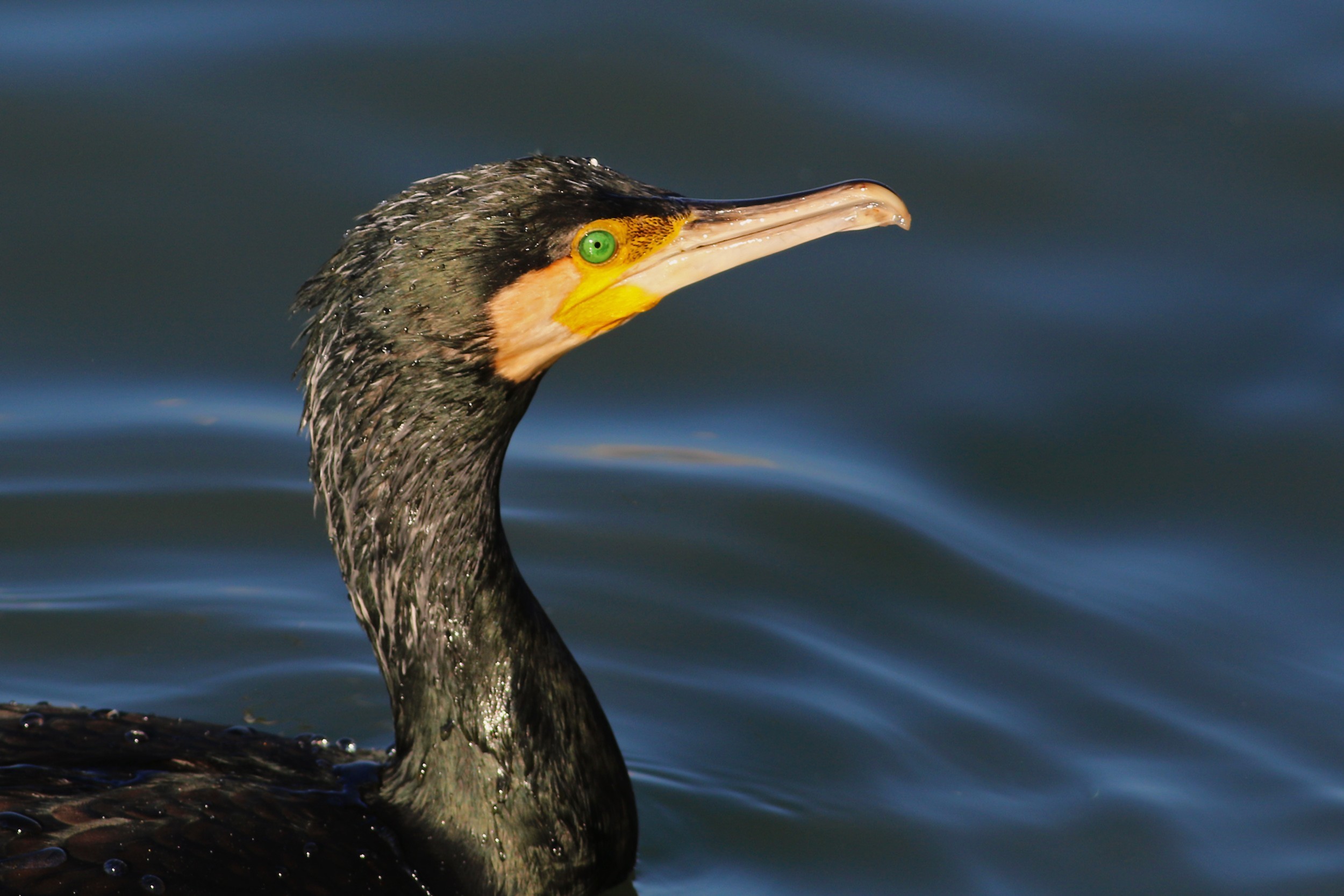 Great Cormorant