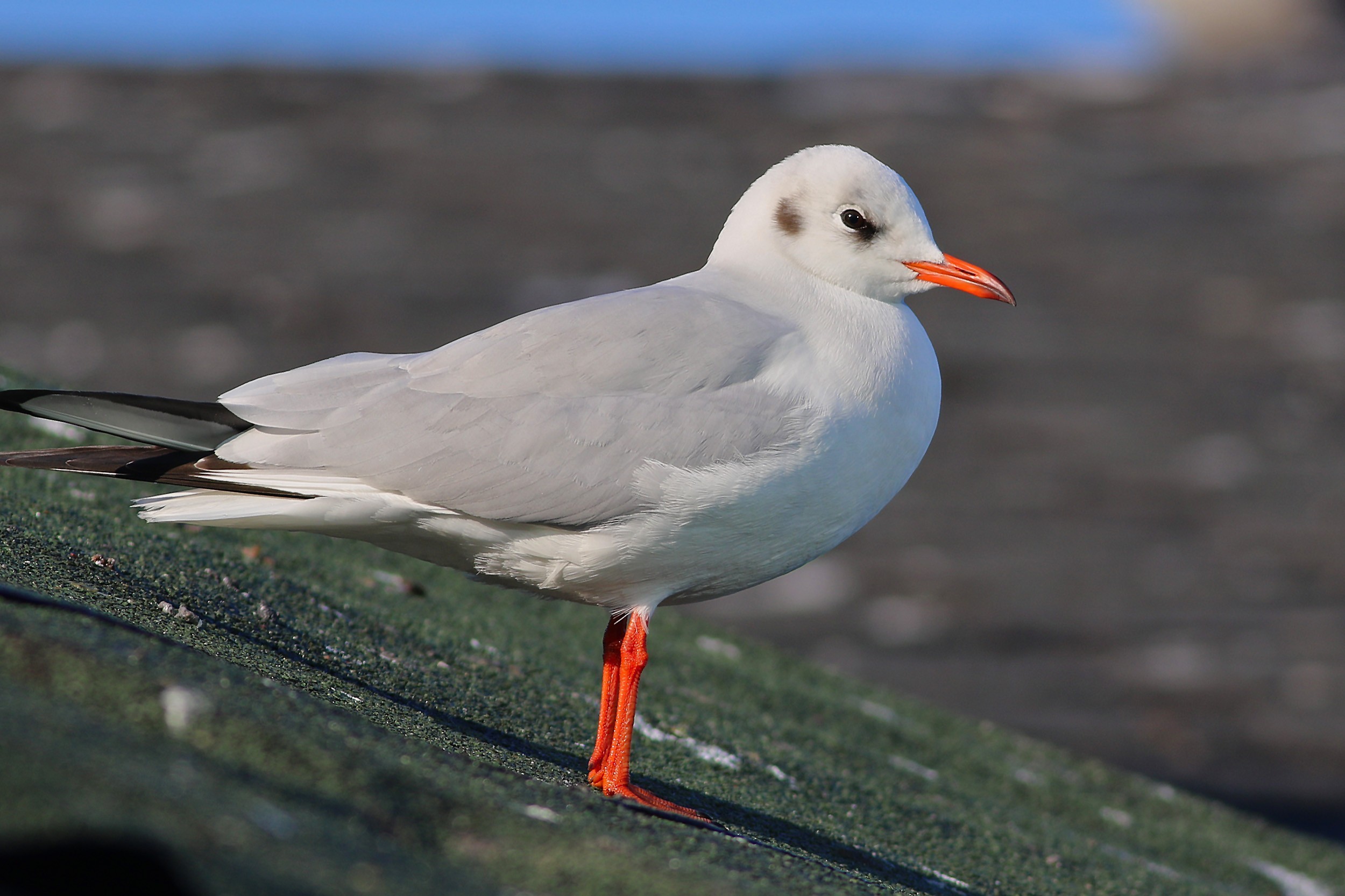 Black-headed Gull