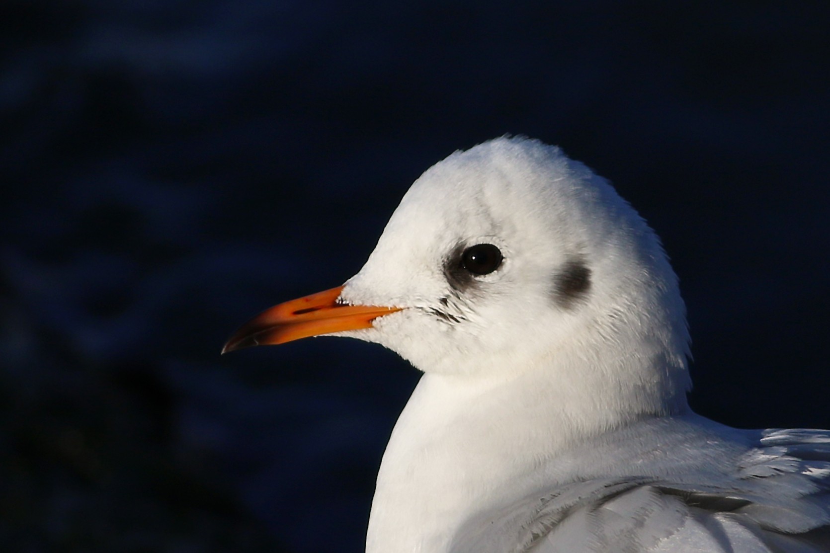 Black-headed Gull
