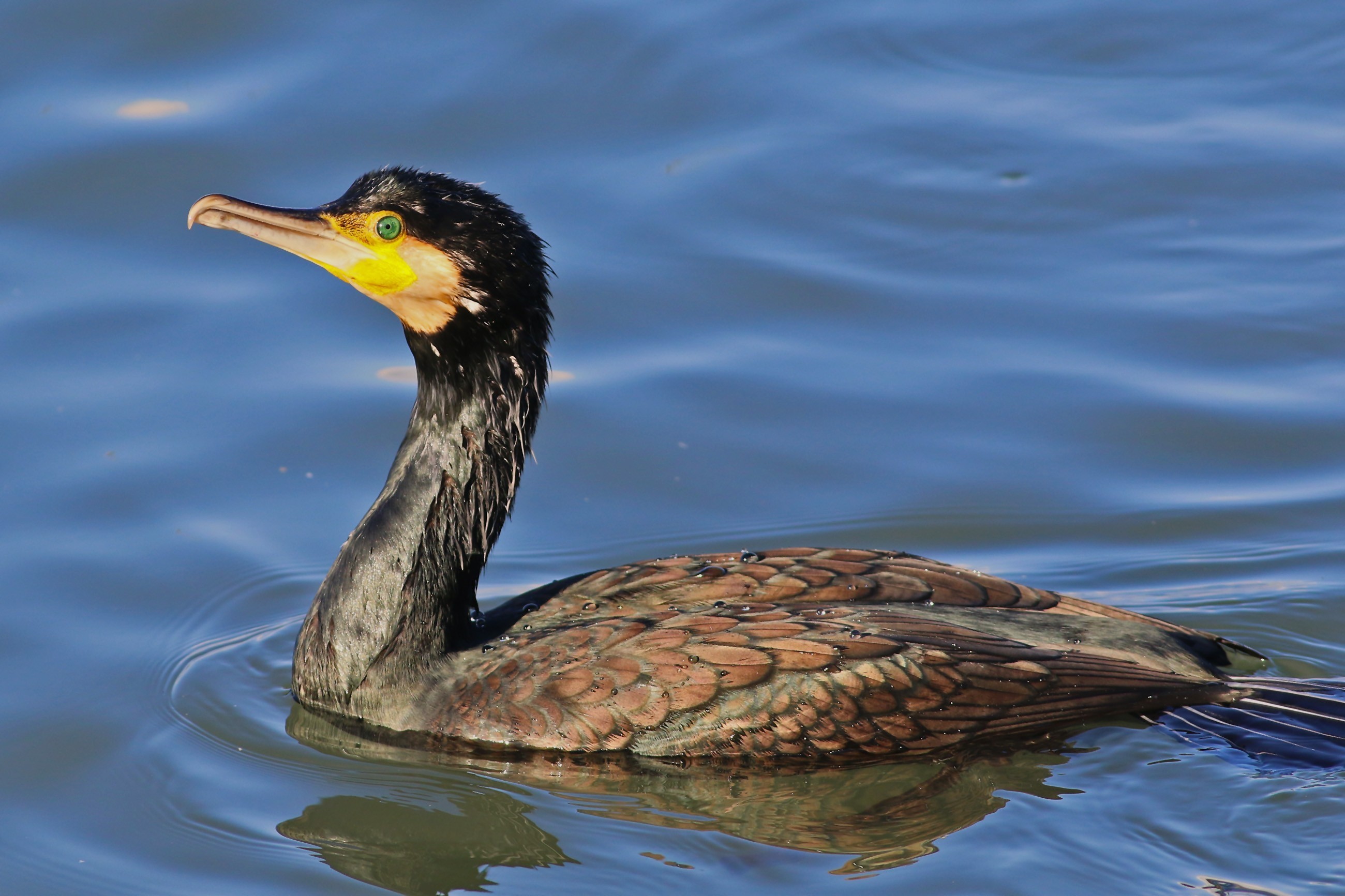 Great Cormorant