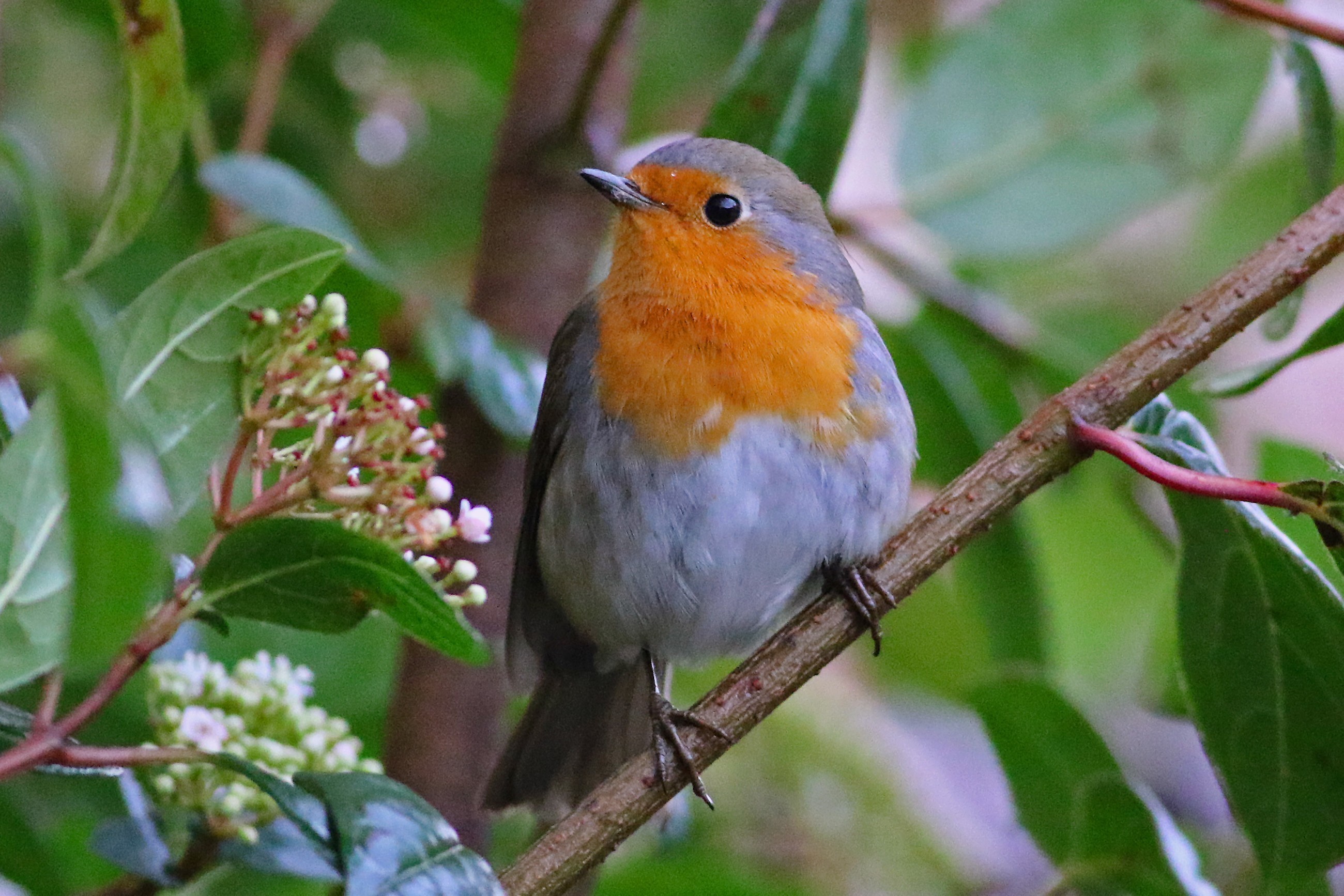 European Robin