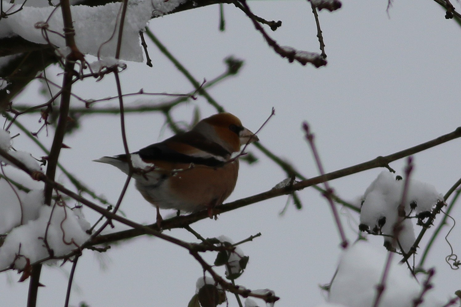 Hawfinch