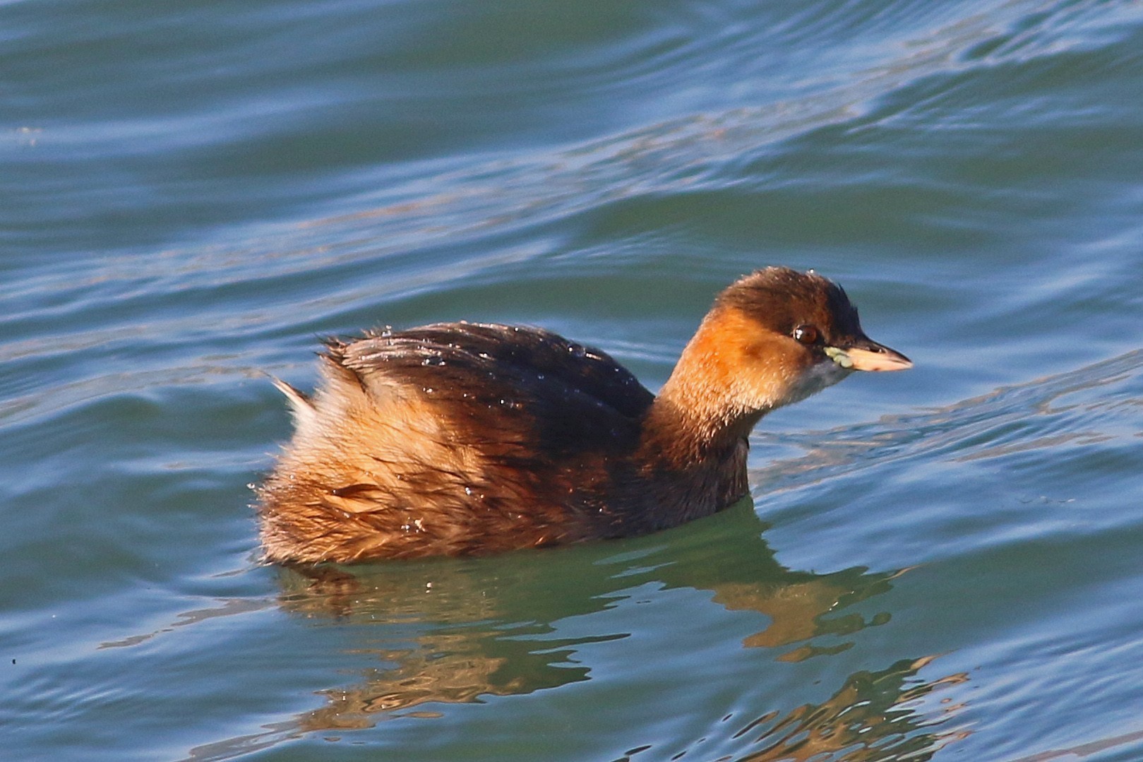 Little Grebe