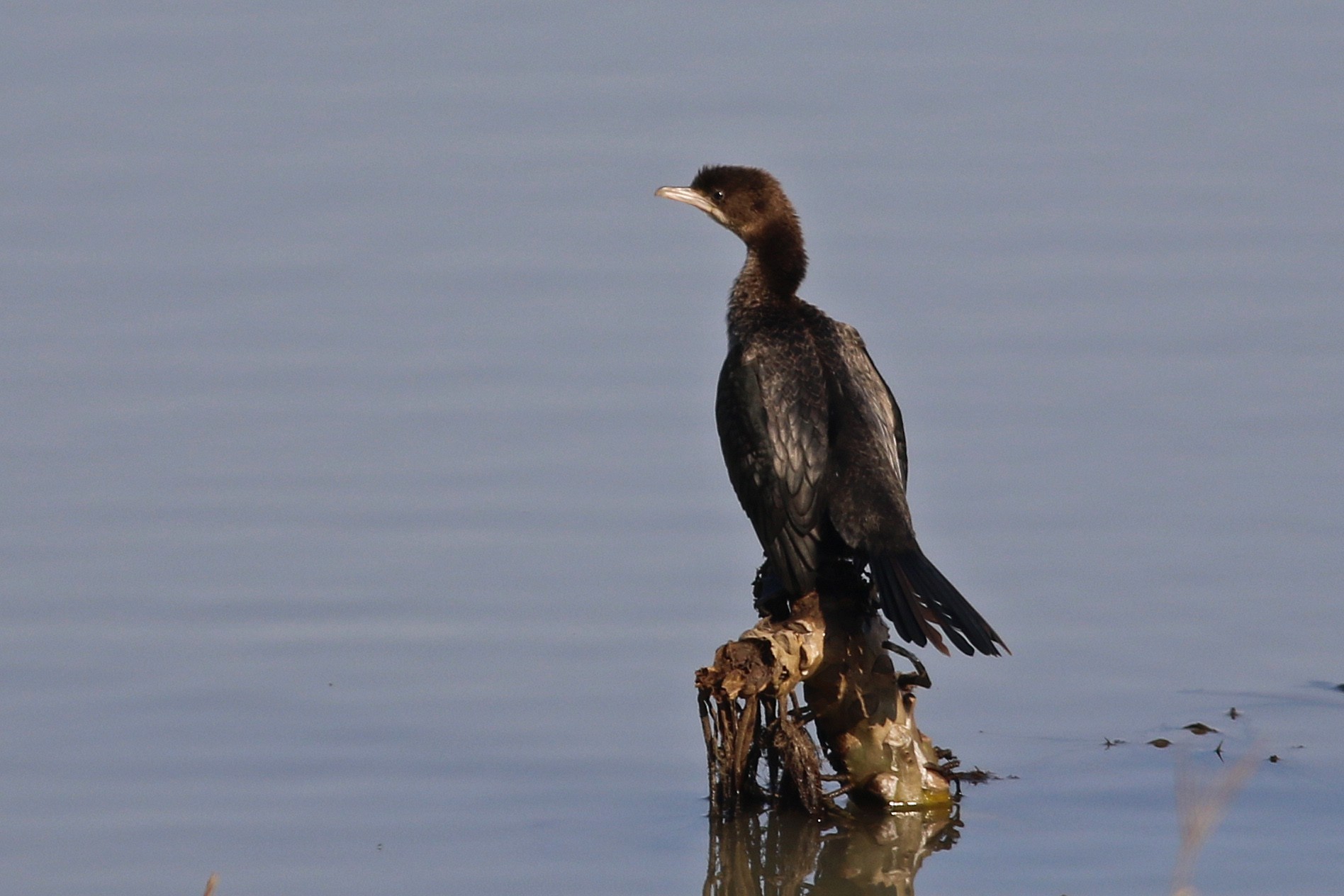 Pygmy Cormorant