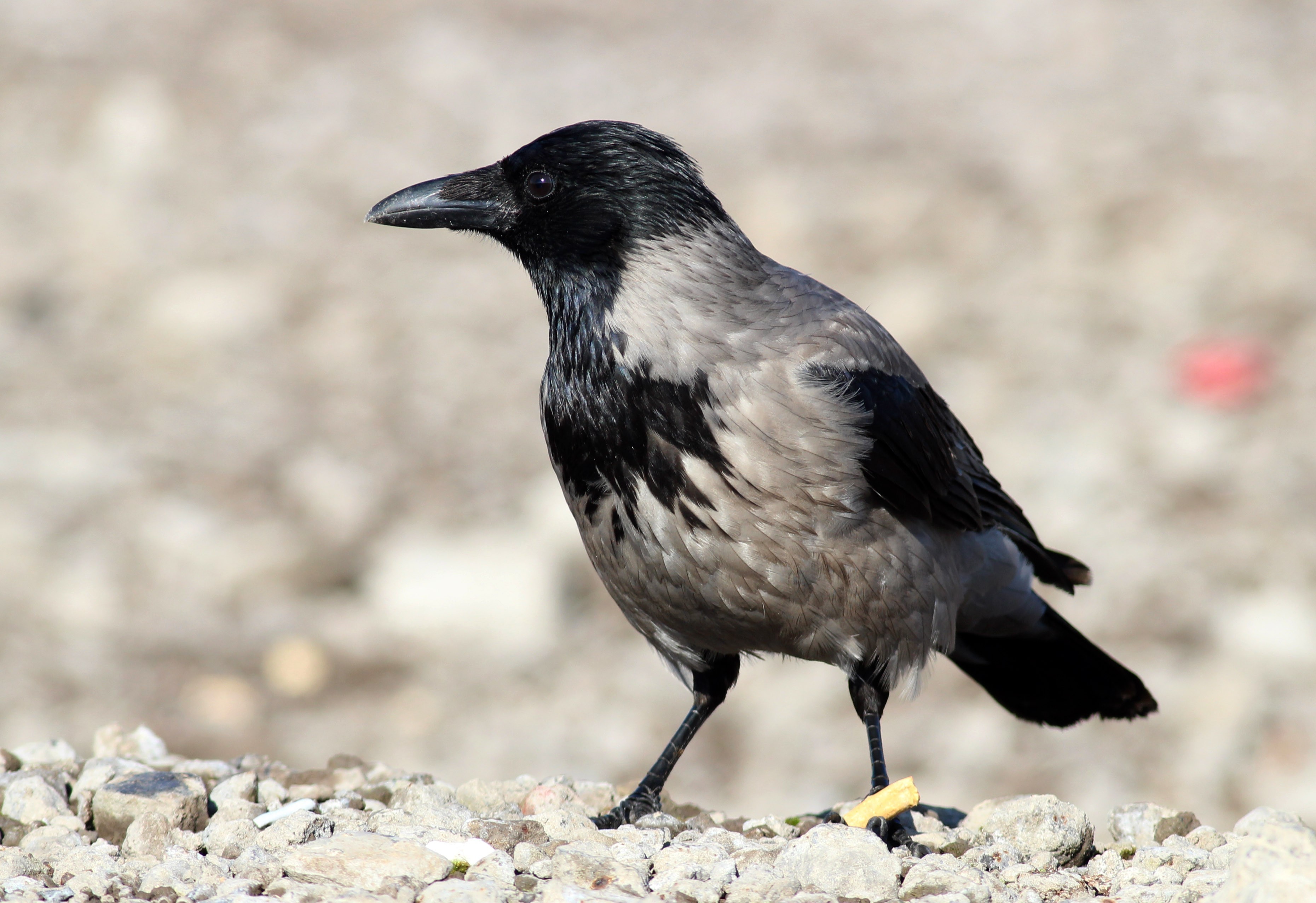 Hooded Crow