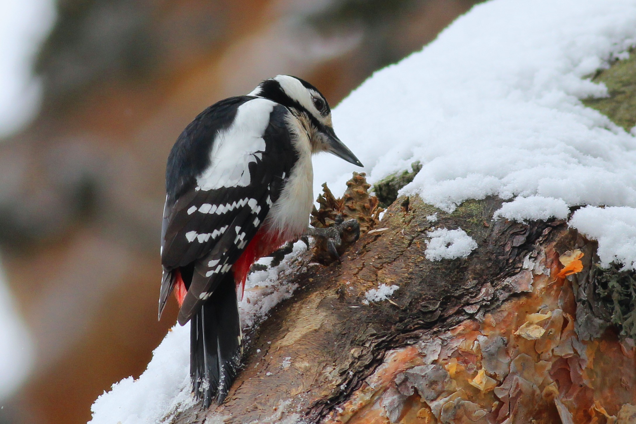 Great Spotted Woodpecker