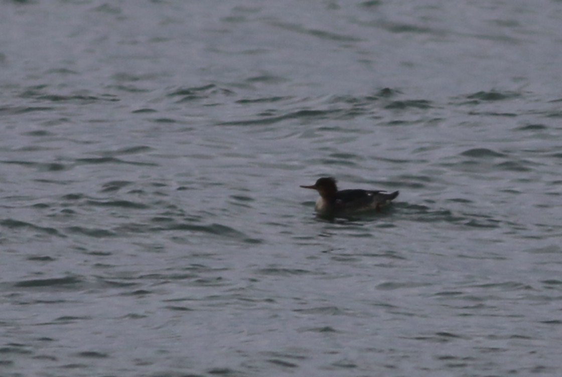 Red-breasted Merganser
