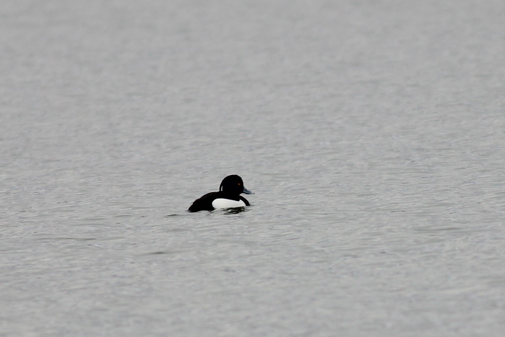 Tufted Duck