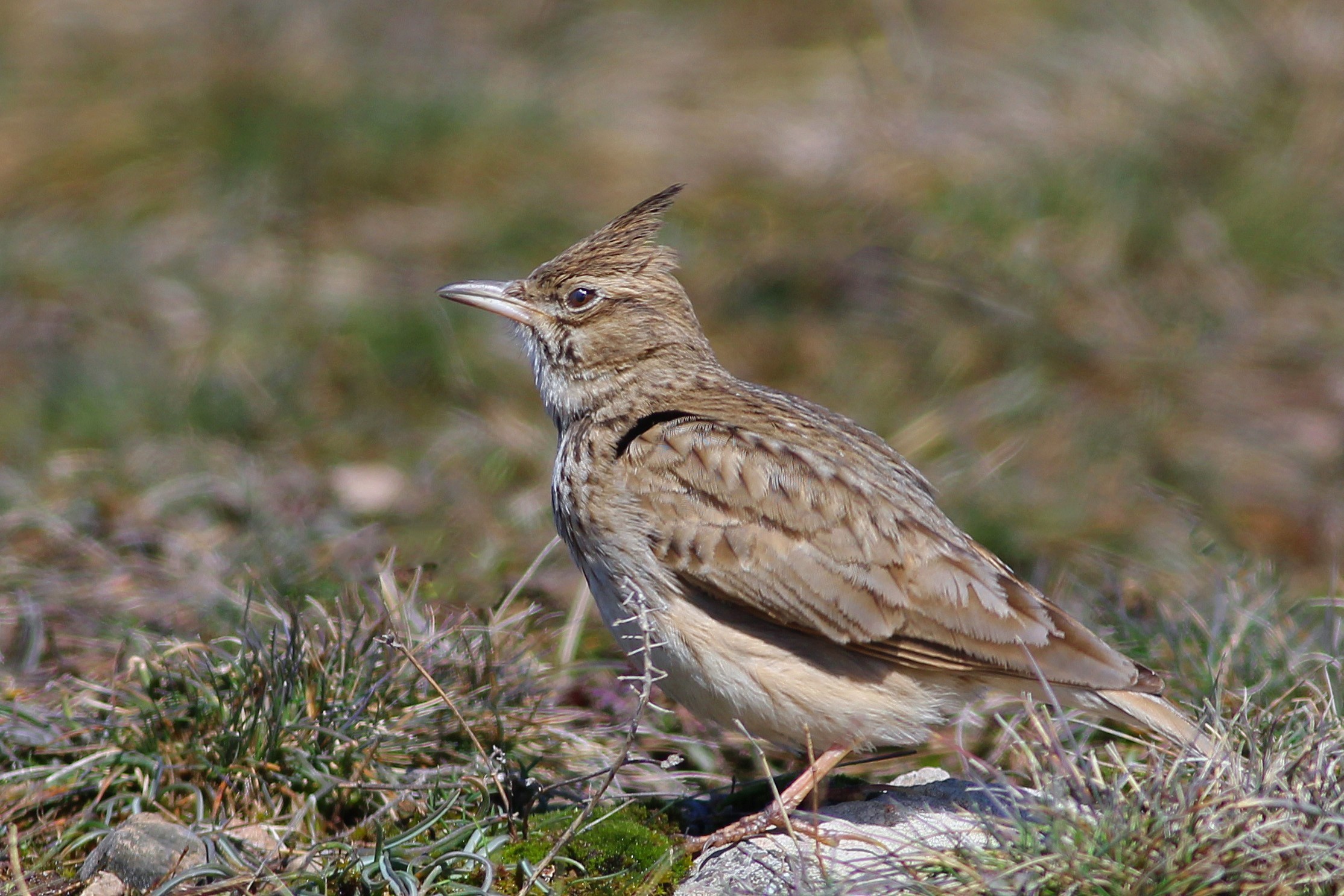 Crested Lark